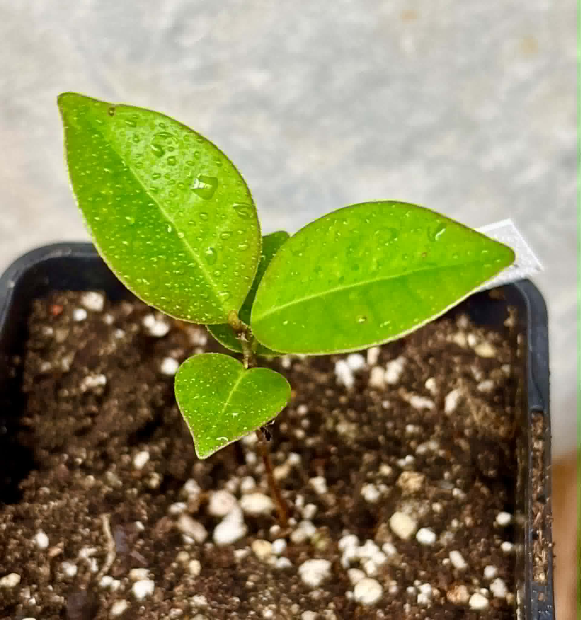 Eugenia flamingensis - 1 potted seedling / 1 getopfter Sämling