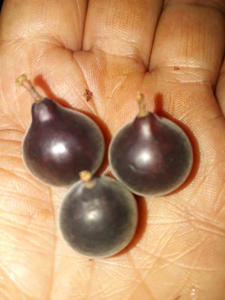 Plinia nana - 1 fresh seed / 1 frischer Samen