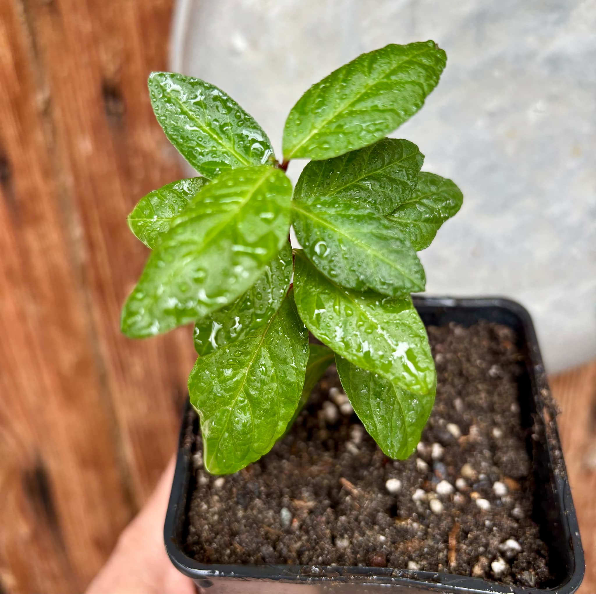 Psidium guajava - Red Malaysian Guava - 1 small potted plant / 1 kleine, getopfte Pflanze Psidium guajava - Red Malaysian Guava - 1 small potted plant / 1 kleine, getopfte Pflanze