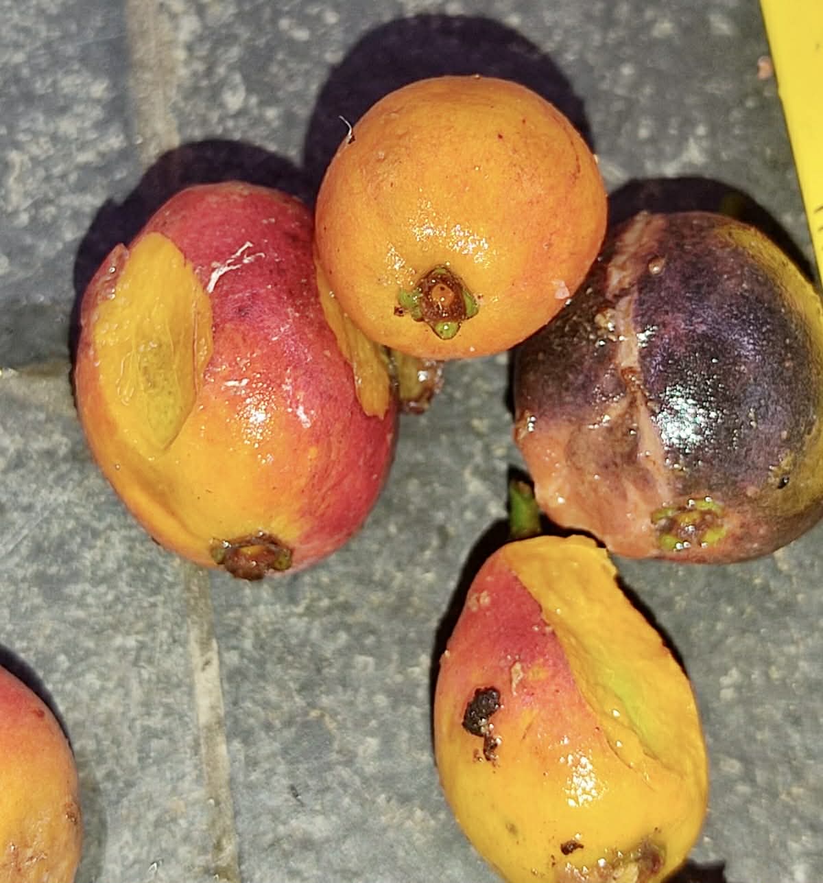 only 1 available - Eugenia sp Cajazinho -  1 potted seedling / 1 getopfter Sämling