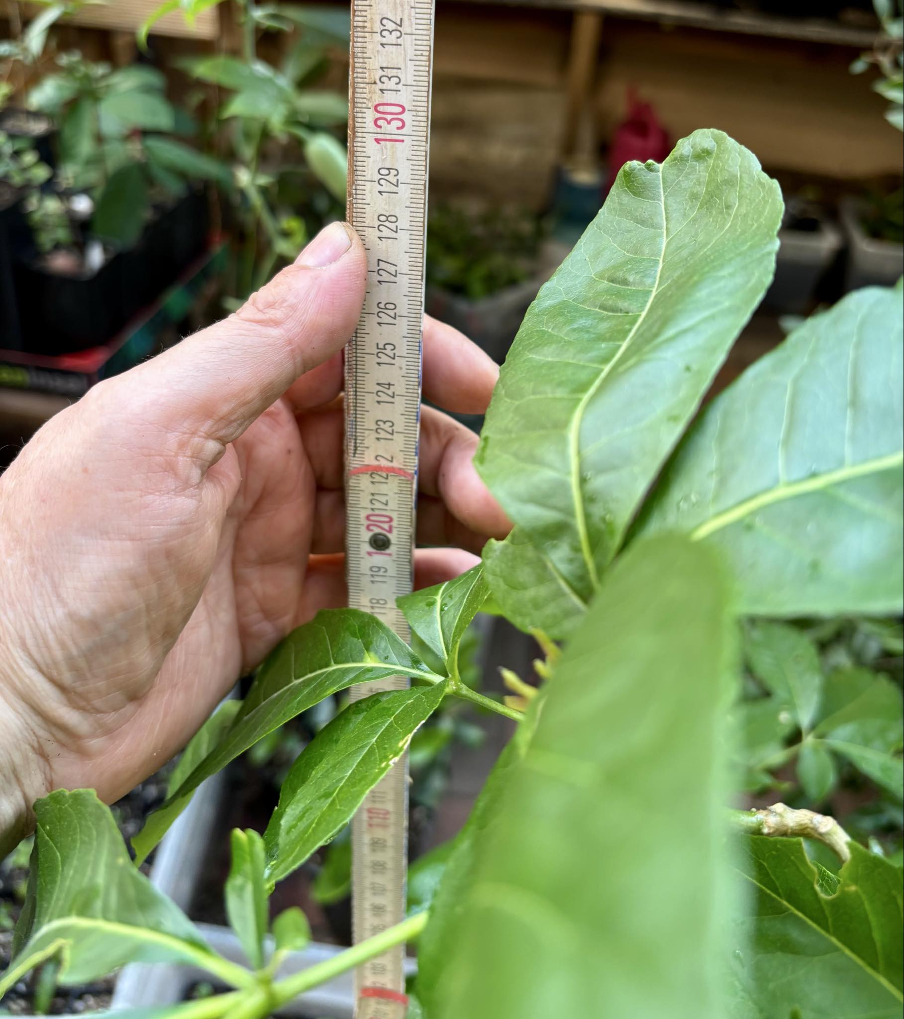 10 years old - White Sapote (Casimiroa edulis) - 1 potted plant / 1 getopfte Pflanze