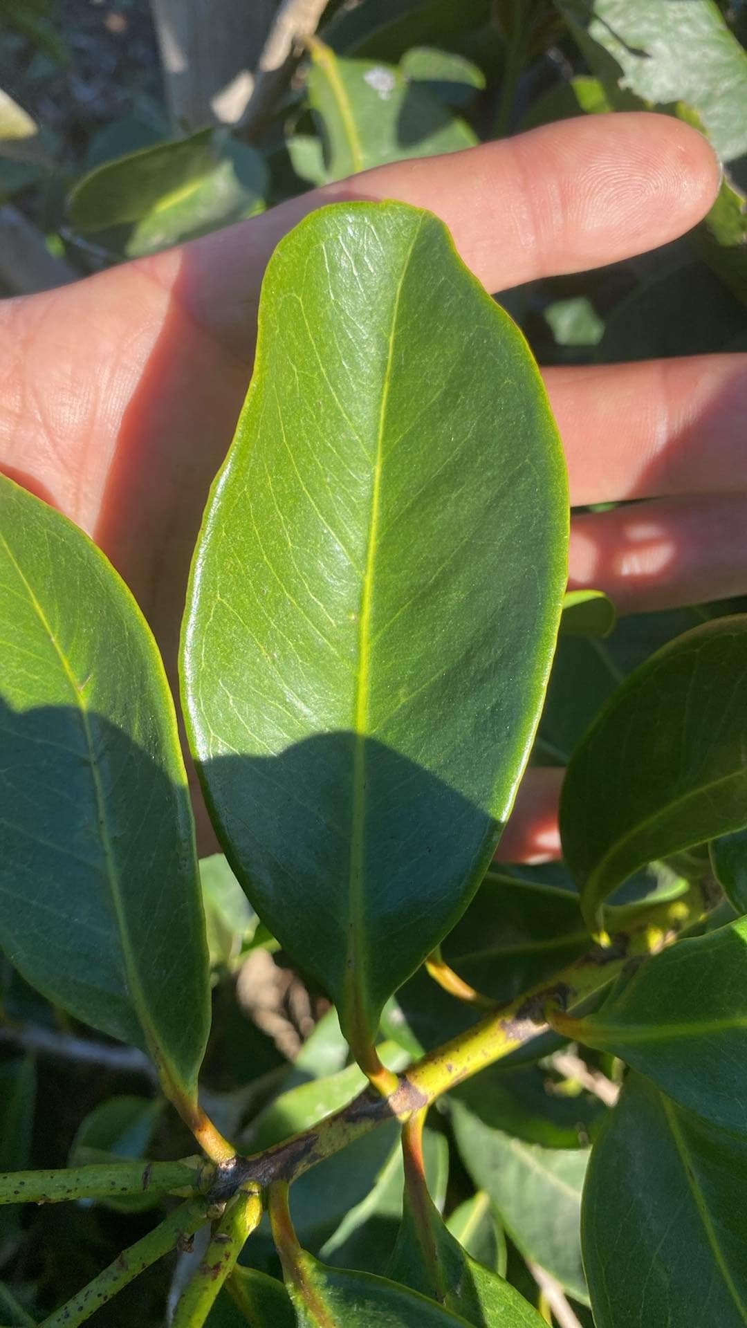 Psidium sp Cassio - 1 small potted seedling / 1 kleiner, getopfter Sämling Psidium sp Cassio - 1 small potted seedling / 1 kleiner, getopfter Sämling