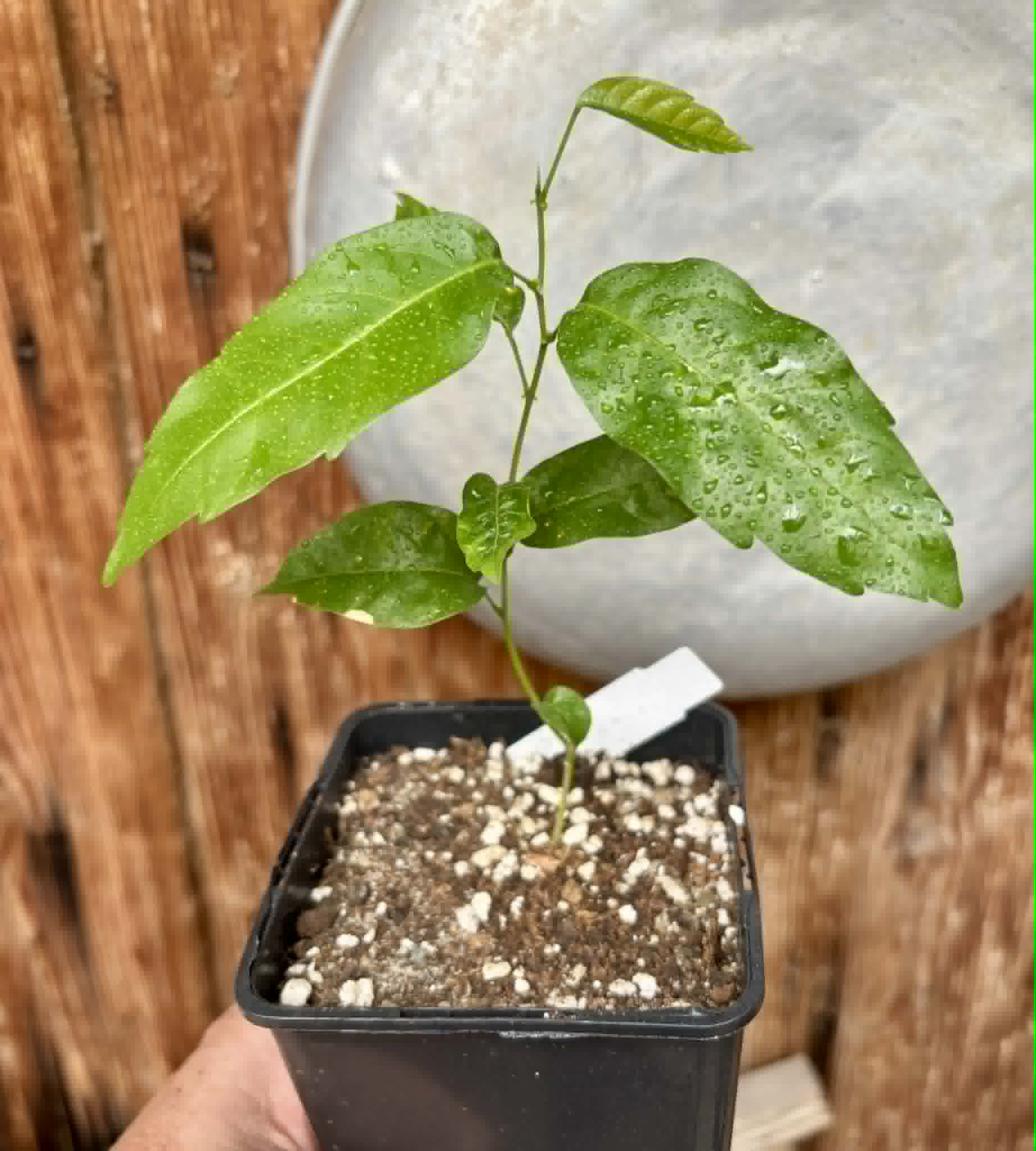 Guaraná (Paullinia cupana) - 1 potted seedling / 1 getopfter Sämling