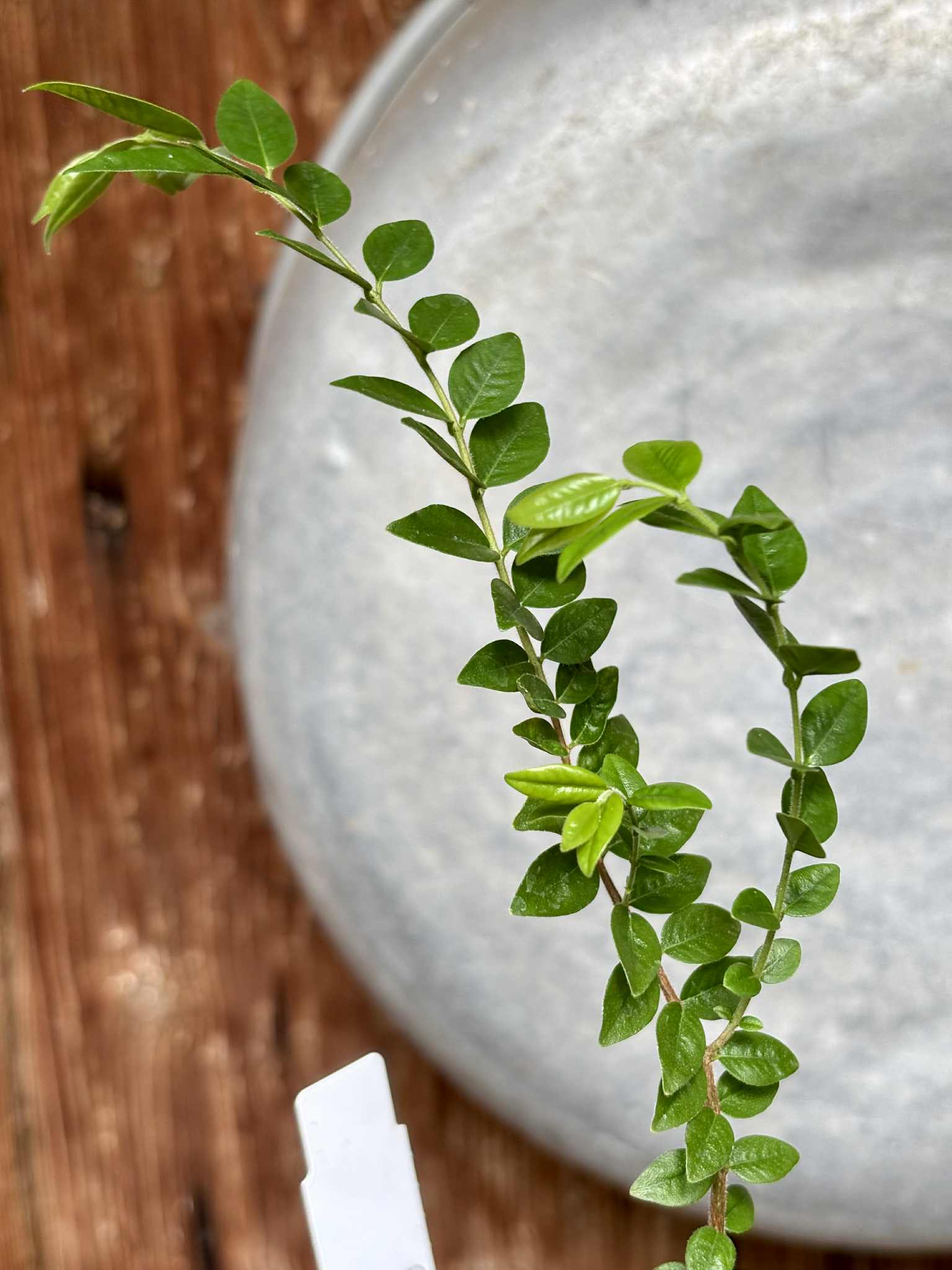 Myrciaria sp Pastora - 1 potted seedling / 1 getopfter Sämling