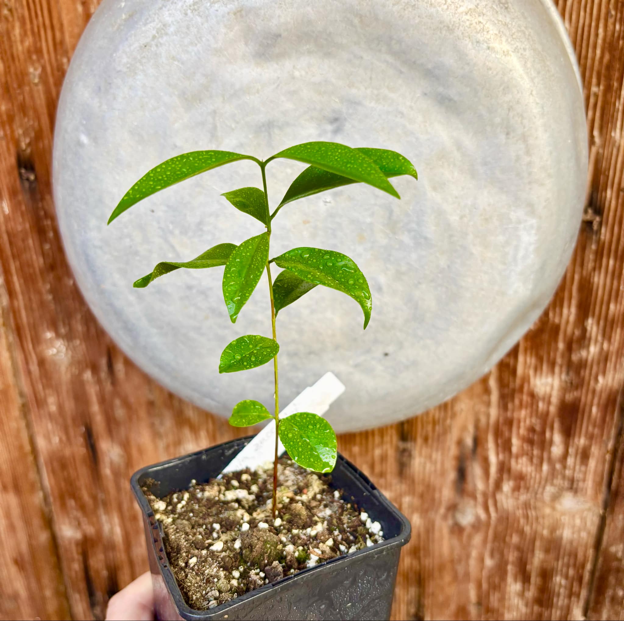 Eugenia zuccarini - 1 small potted seedling / 1 kleiner, getopfter Sämling