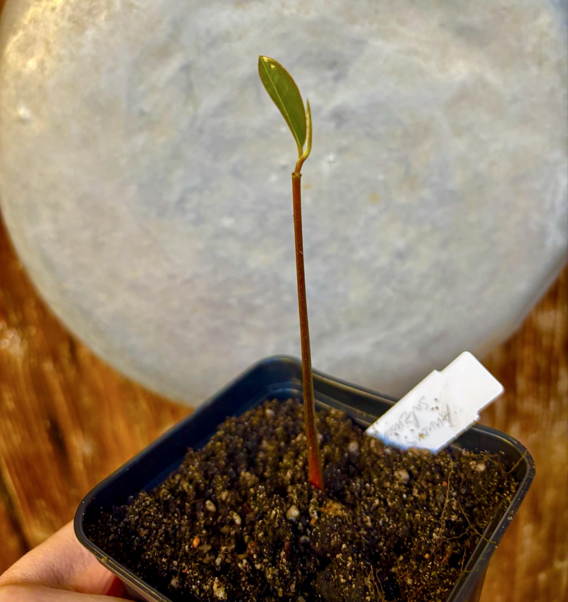 Annona salzmannii - 1 potted seedling / 1 getopfter Sämling Annona salzmannii - 1 potted seedling / 1 getopfter Sämling