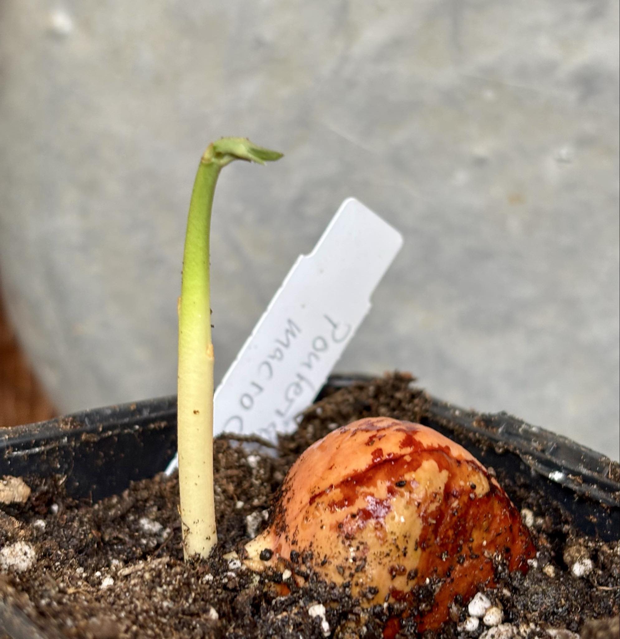 Pouteria aff. macrocarpa - 1 potted seedling / 1 getopfter Sämling