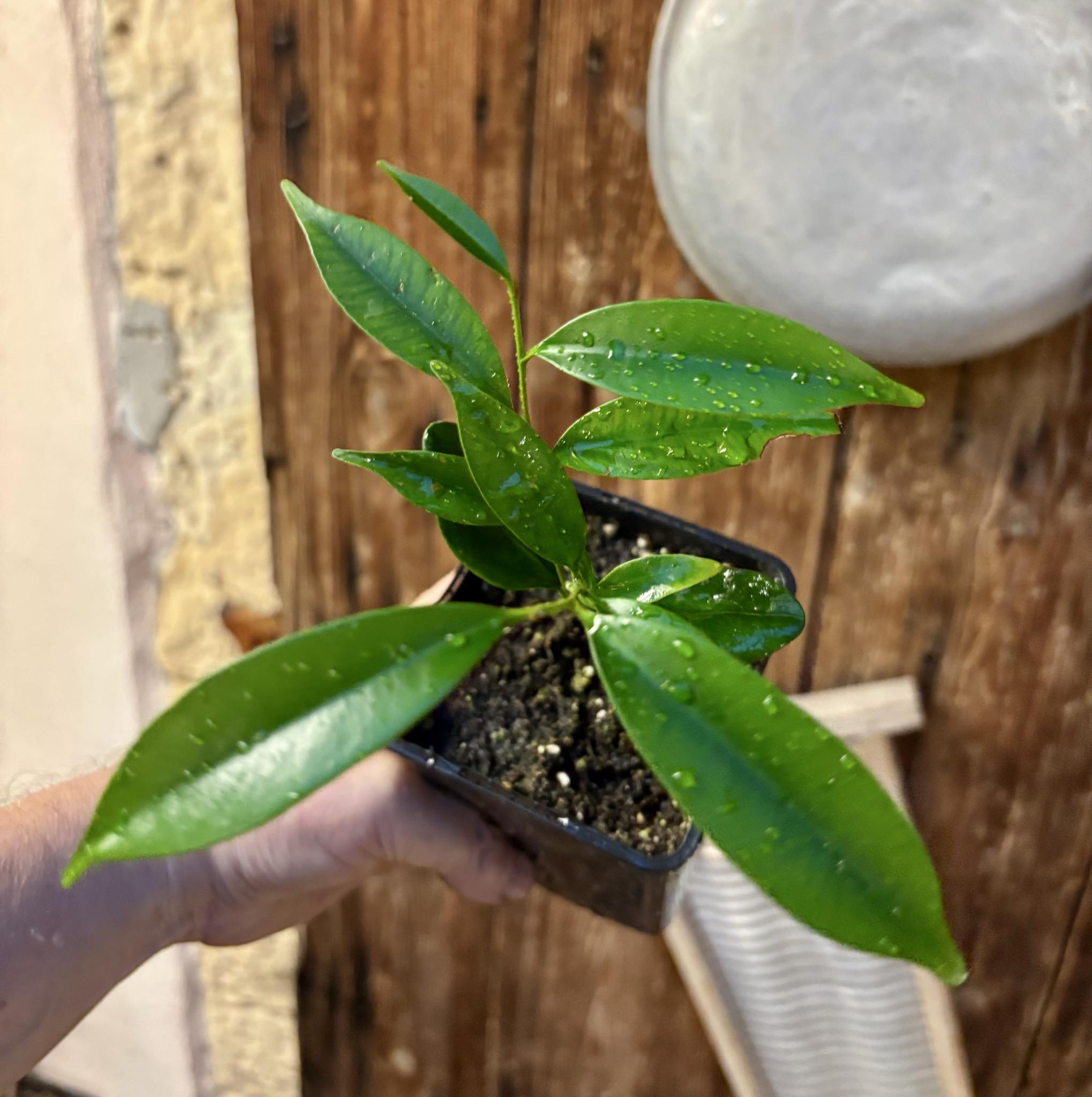 Diploon cuspidatum  -  1 potted seedling / 1 getopfter Sämling