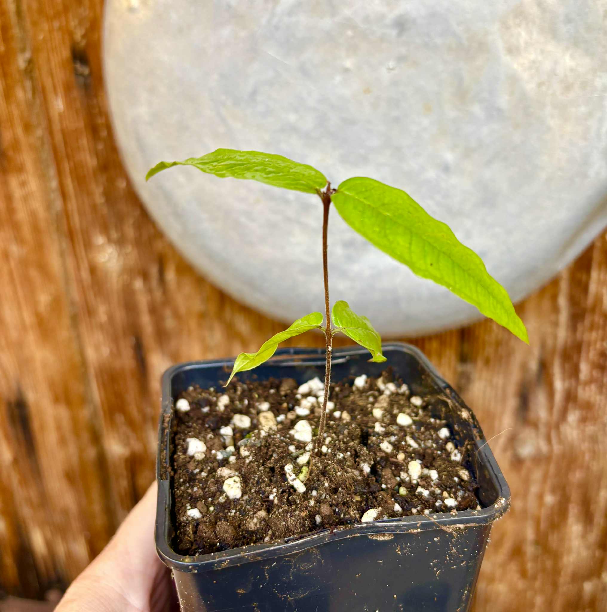Plinia aureana "Branca Costada"  - 1 rooted, potted cutting / 1 bewurzelter, getopfter Steckling