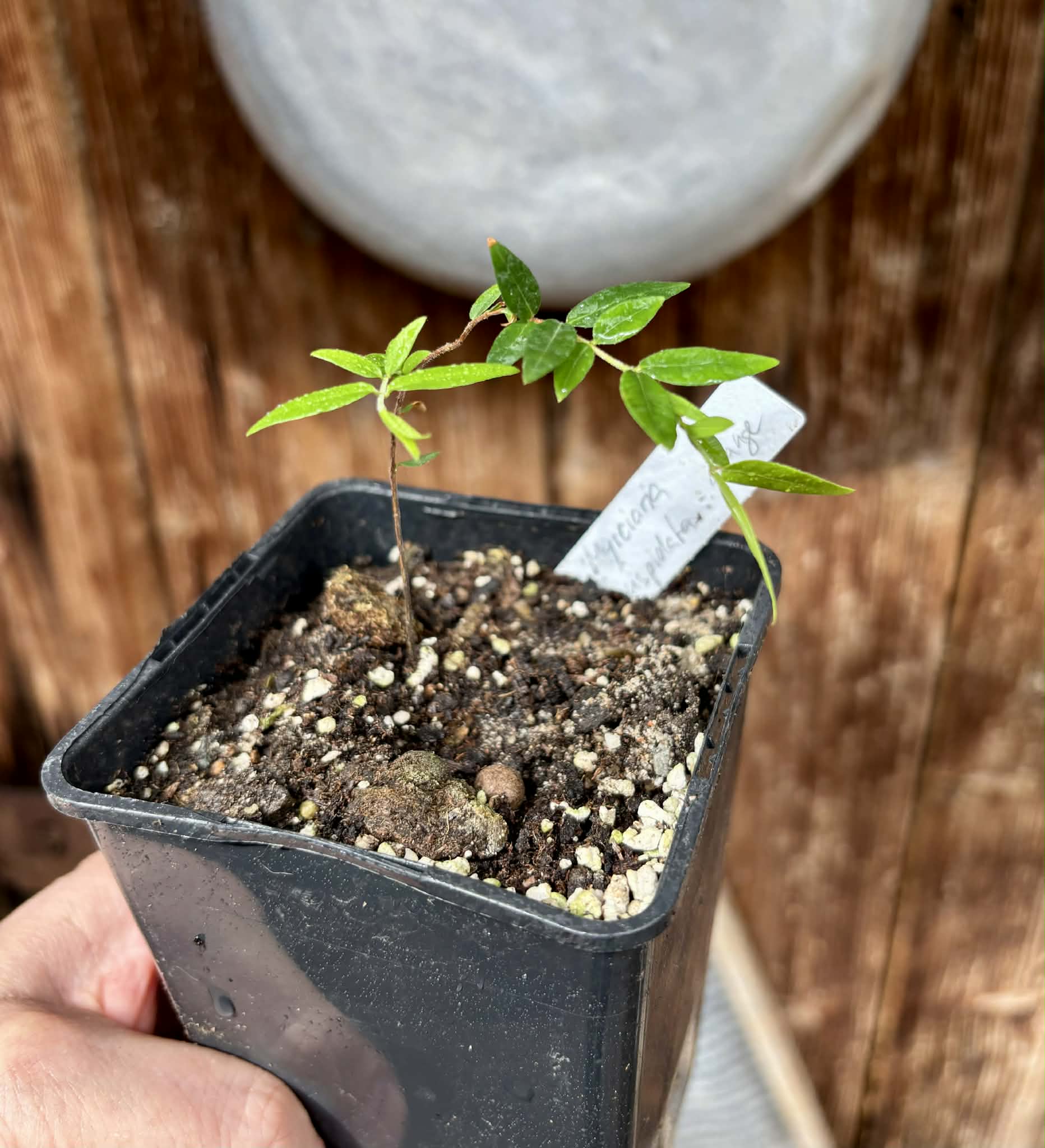 Myrciaria cuspidata ORANGE - 1 potted plant / 1 getopfte Pflanze 