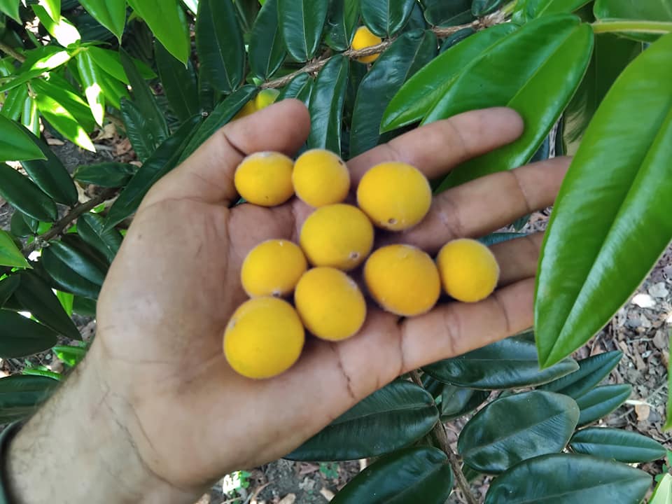 9 years old - Yellow Jaboticaba (Myrciaria glazioviana) - 1 potted plant / 1 getopfte Pflanze 
