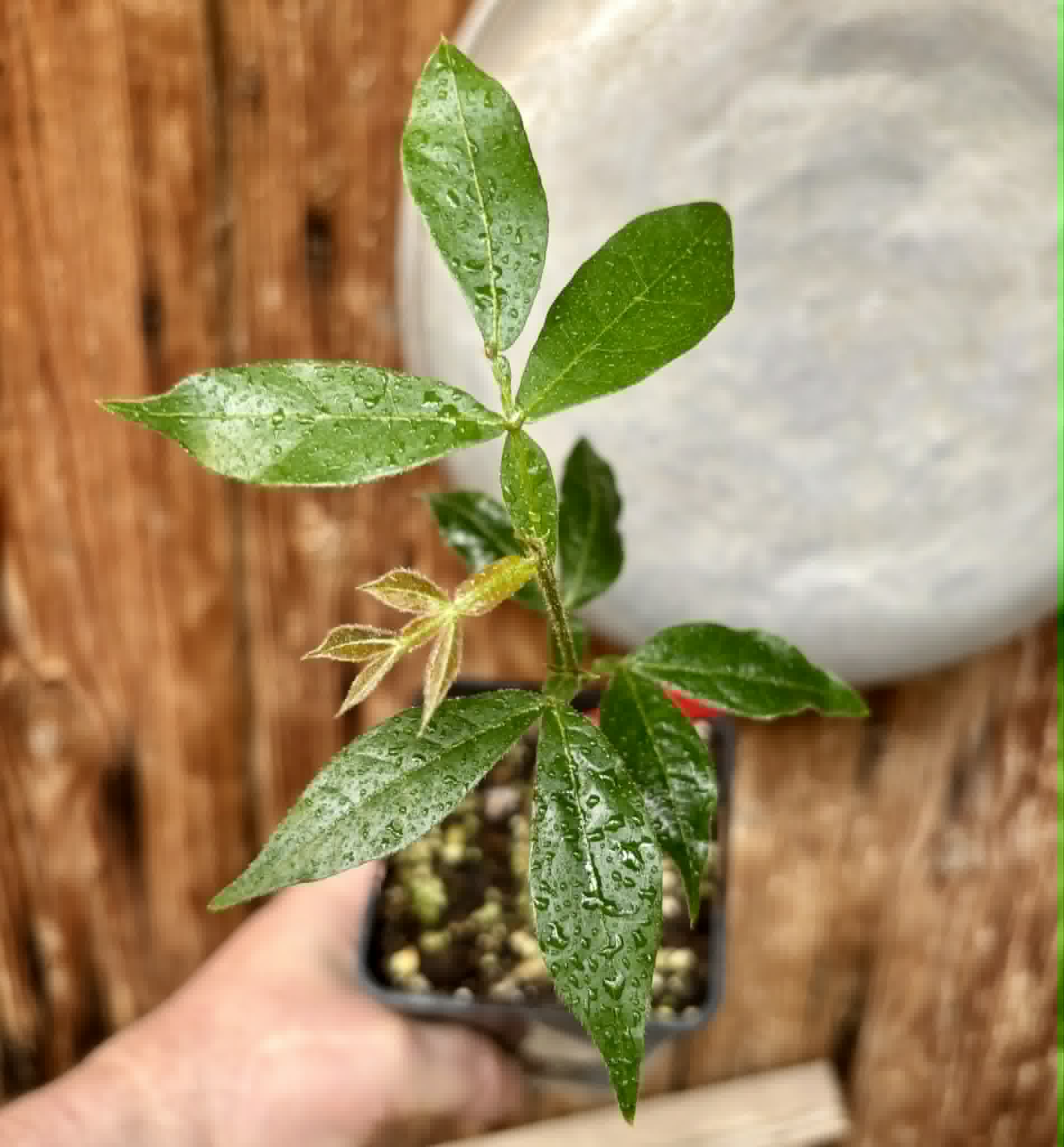 Inga vera  - 1 potted seedling / 1 getopfter Sämling