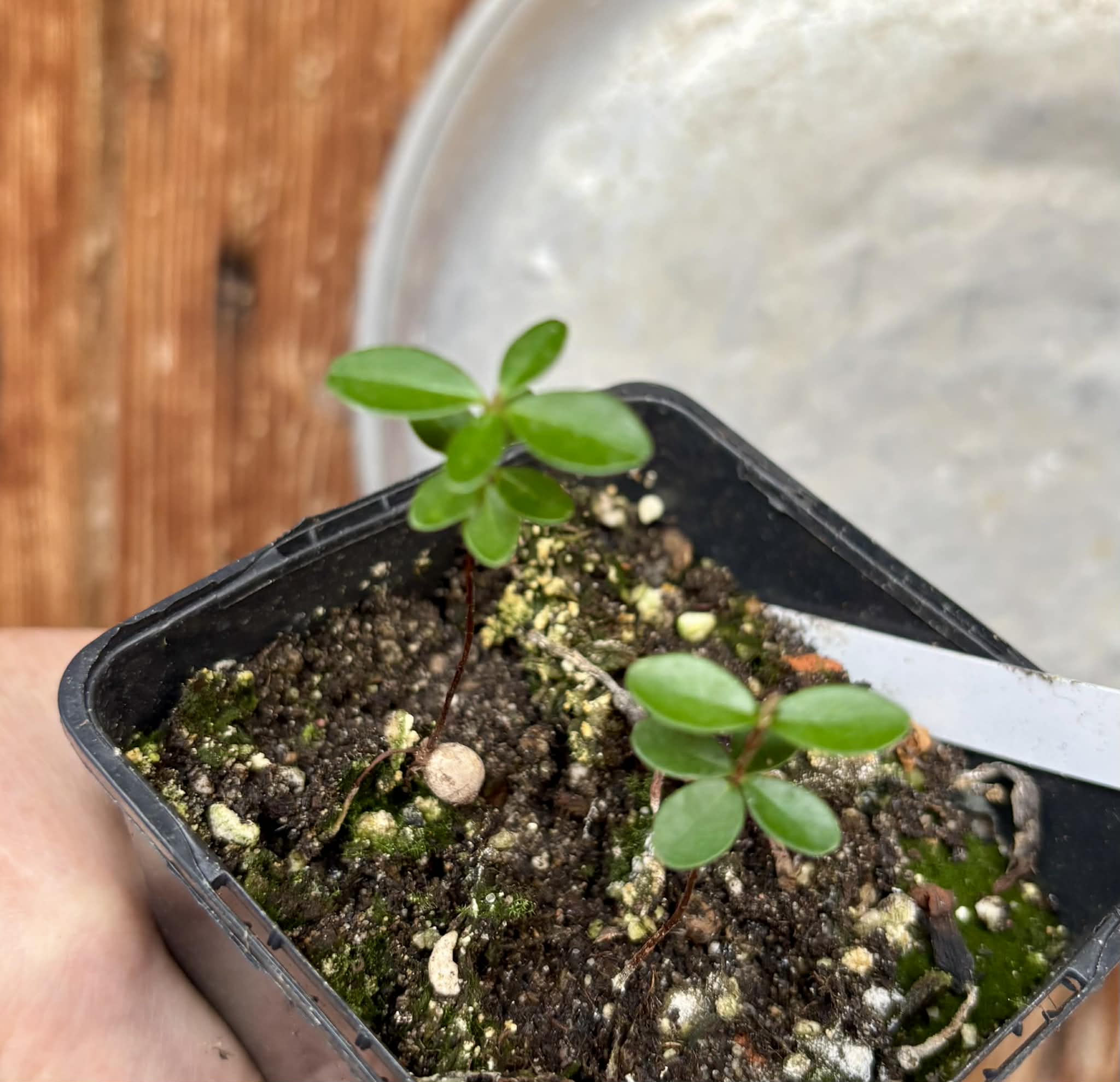 2 in 1 pot - Eugenia ligustrina - 2 seedlings in one pot / 2 Sämlinge in einem Topf