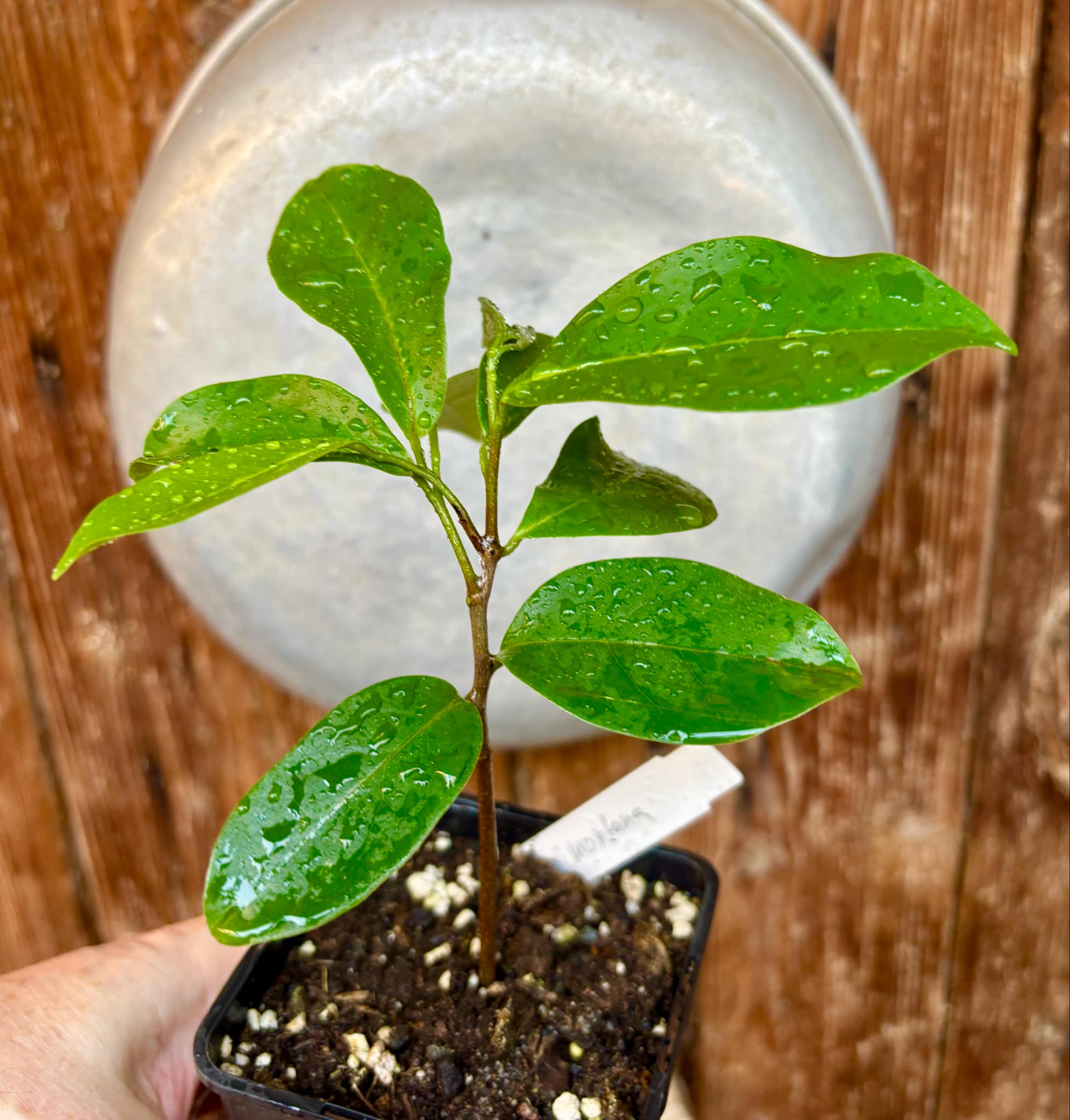 Annona montana - Mountain Soursop - 1 potted plant / 1 getopfte Pflanze