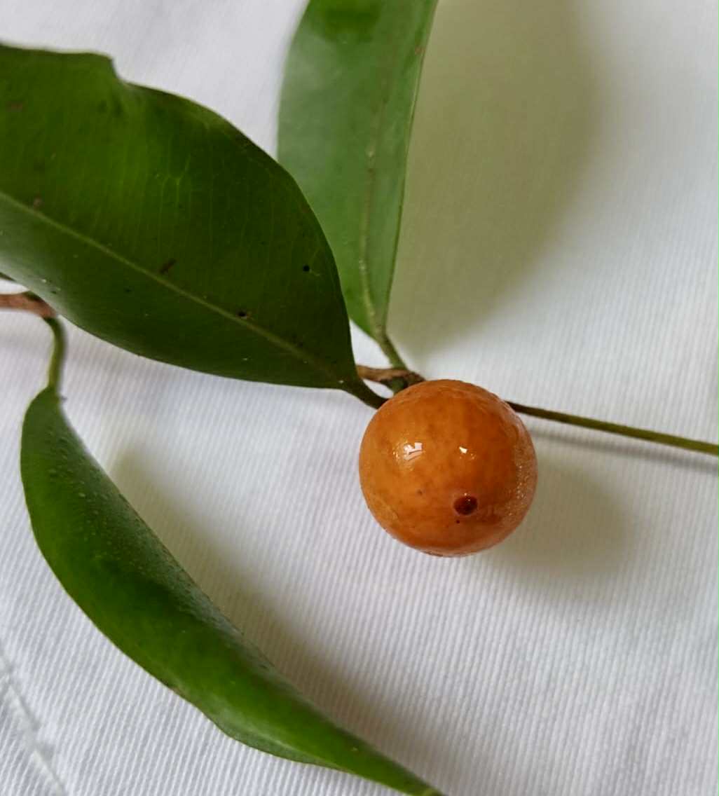 Myrciaria cuspidata var. Bahia - 1 fresh seed / 1 frischer Samen