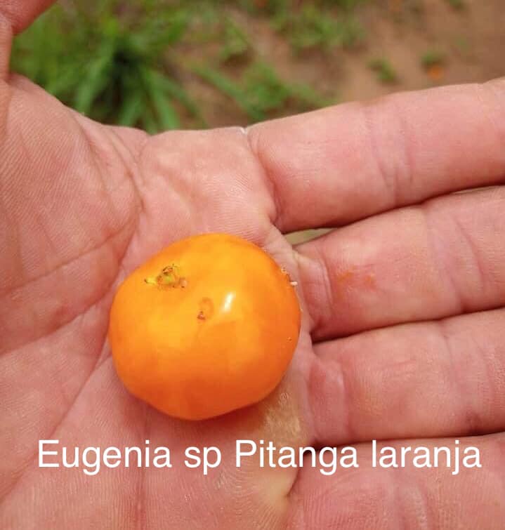 Eugenia sp Laranja Serralandia - 1 potted plant / 1 getopfte Pflanze