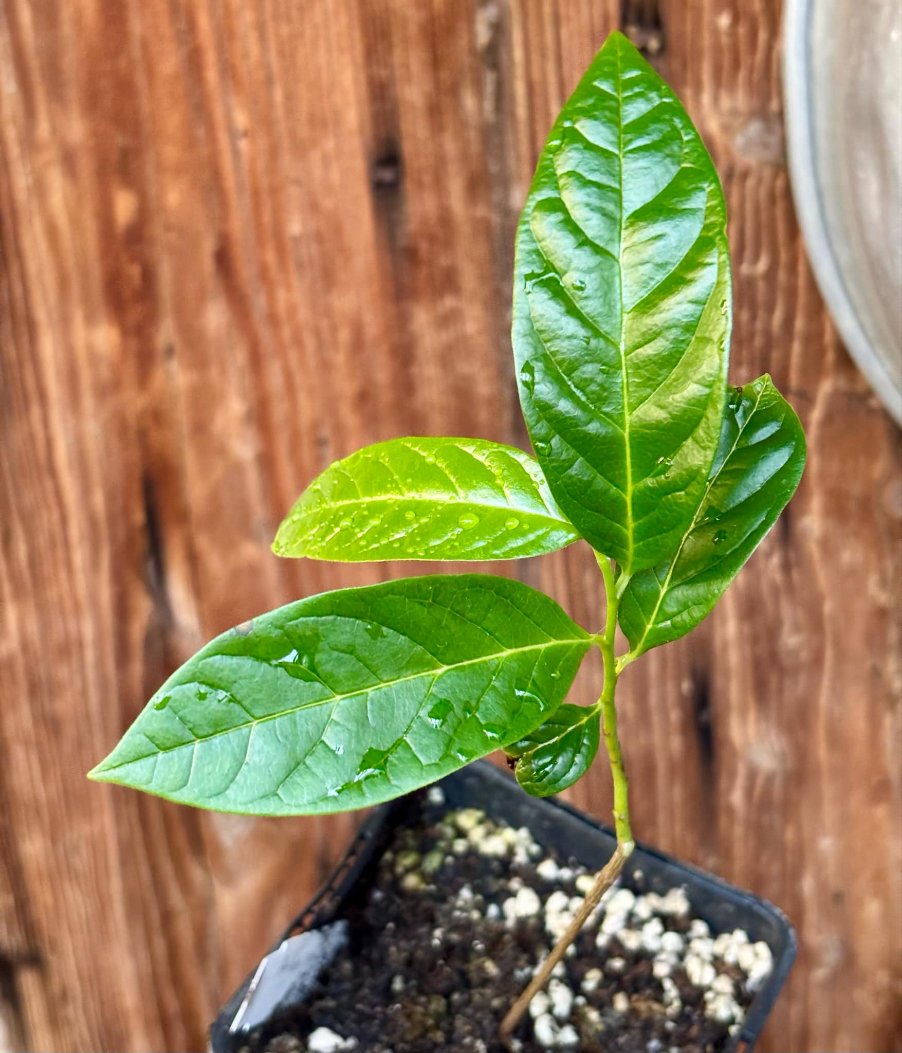 Annona reticulata big pink-red variety - 1 potted plant / 1 getopfte Pflanze