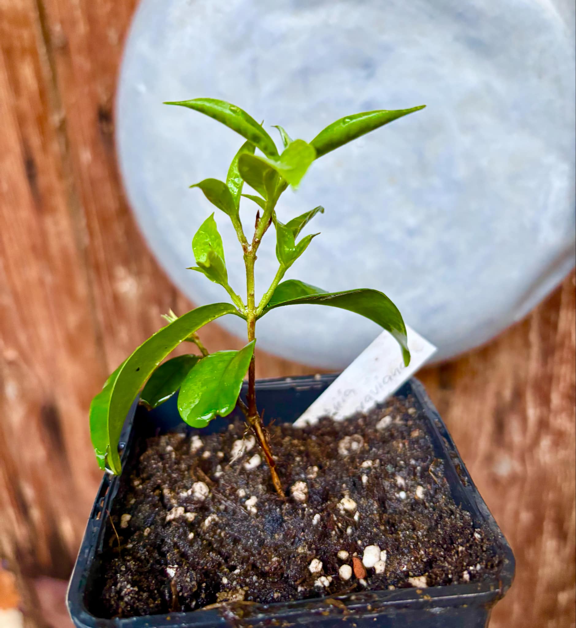 Eugenia moraviana - 1 potted plant / 1 getopfte Pflanze