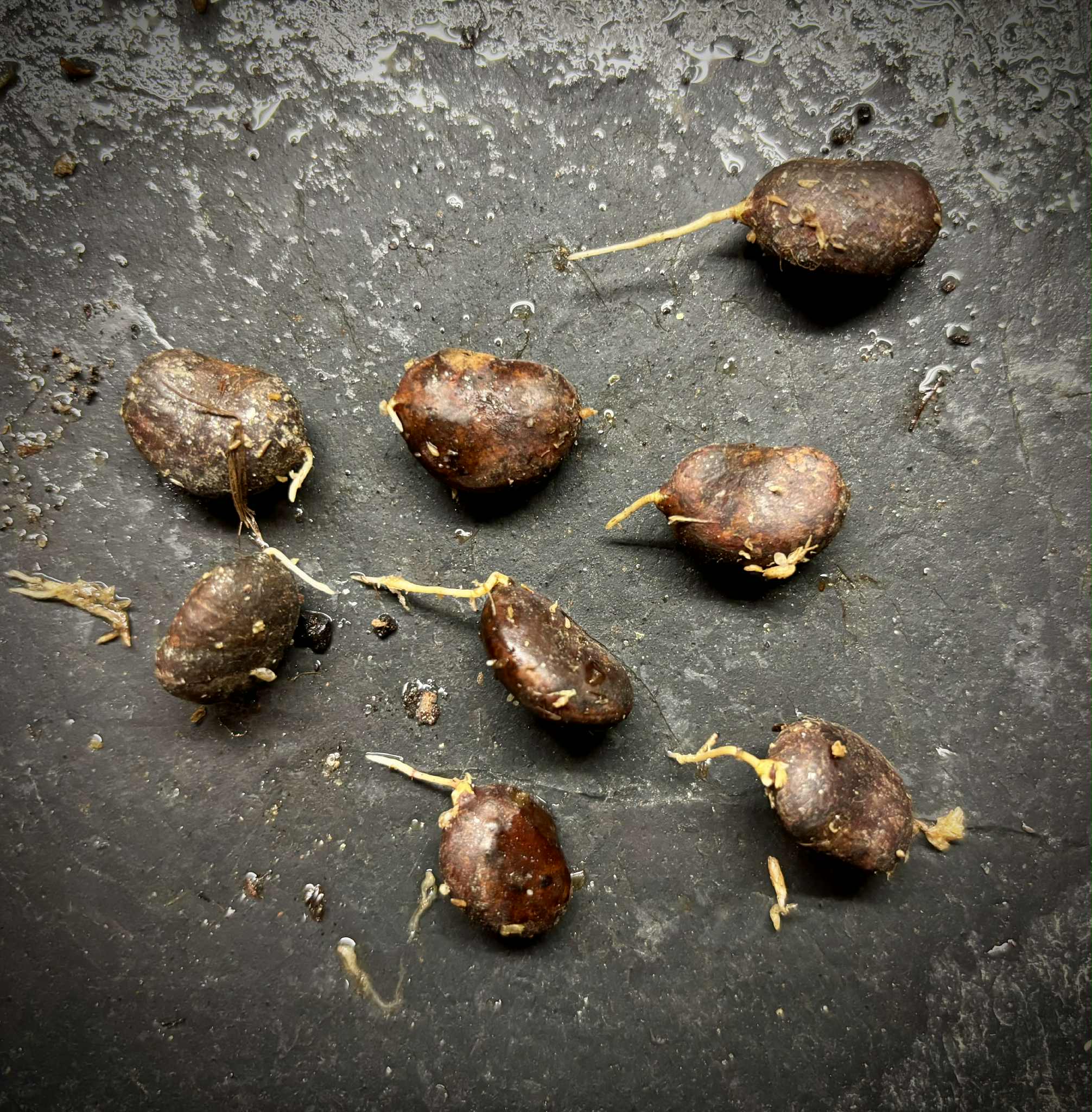 Myrciaria sp Nara -  1 germinated seed / 1 gekeimter Samen