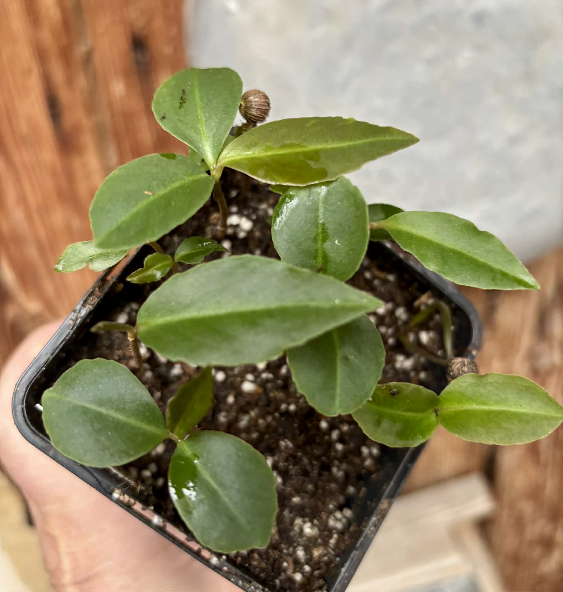 10 in 1 pot - Stylogyne longifolia - 10 seedlings in one pot / 10 Sämlinge in einem Topf