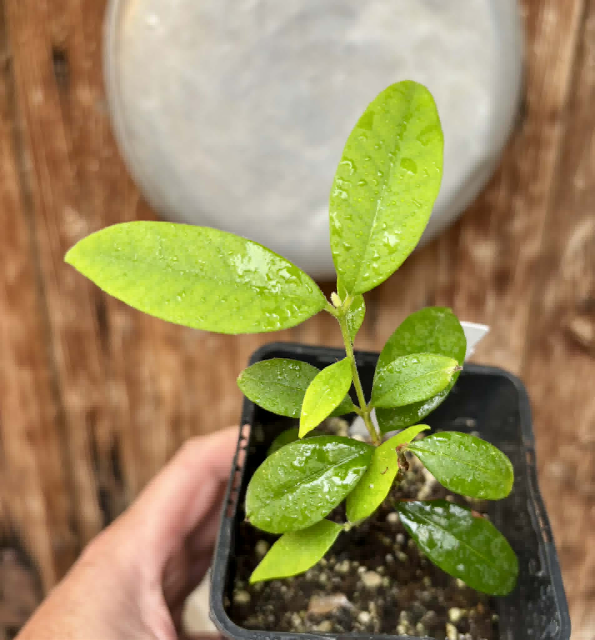Eugenia oblongata - 1 potted plant / 1 getopfte Pflanze