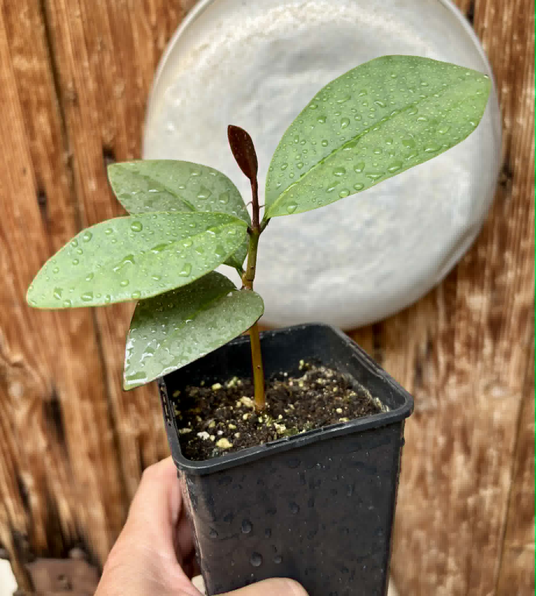 Eugenia sp Unana -  1 potted seedling / 1 getopfter Sämling