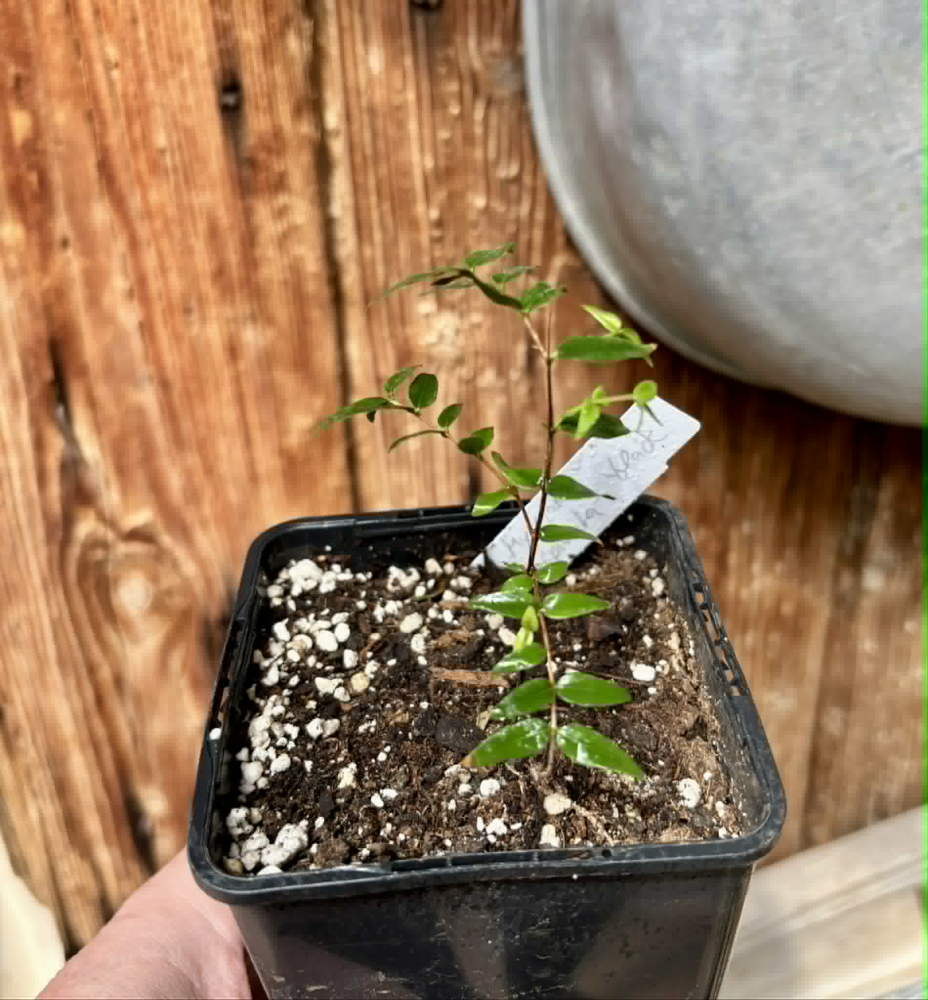Myrciaria cuspidata BLACK - 1 potted seedling / 1 getopfter Sämling