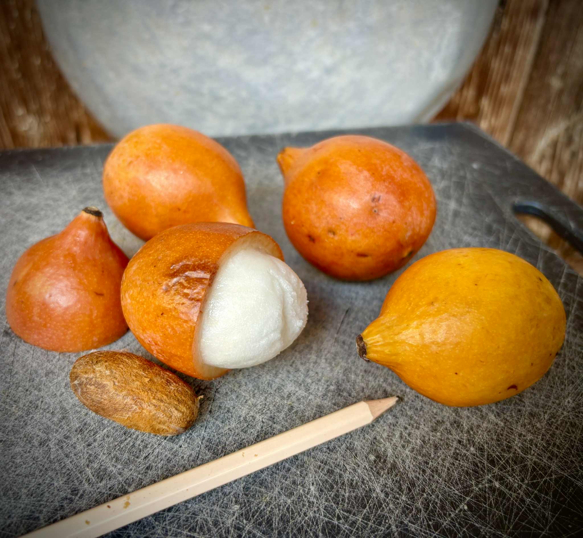 Achachairu (Garcinia humilis) - 1 potted seedling / 1 getopfter Sämling