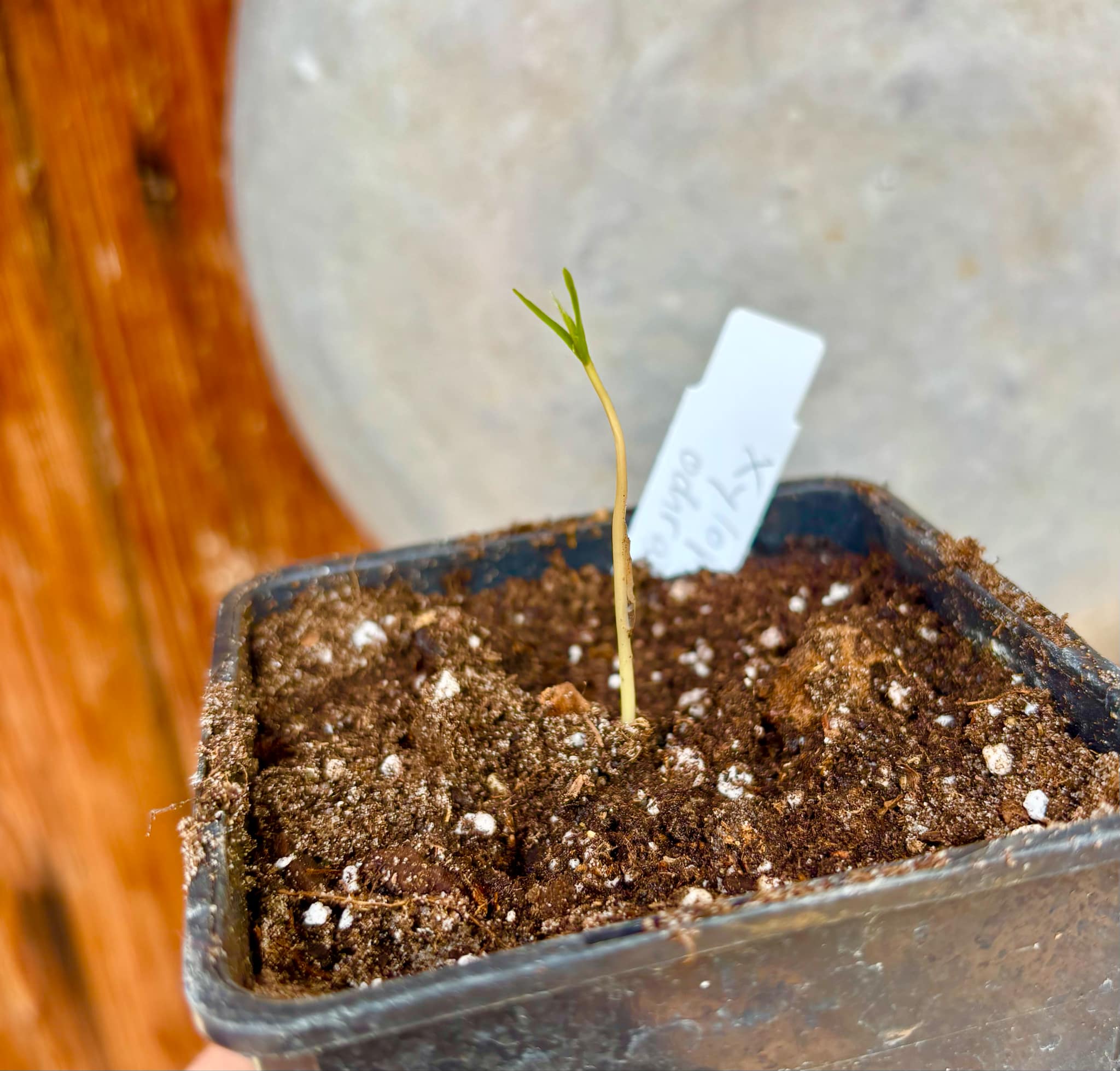 Xylopia ochrantha - 1 small potted seedling / 1 kleiner, getopfter Sämling