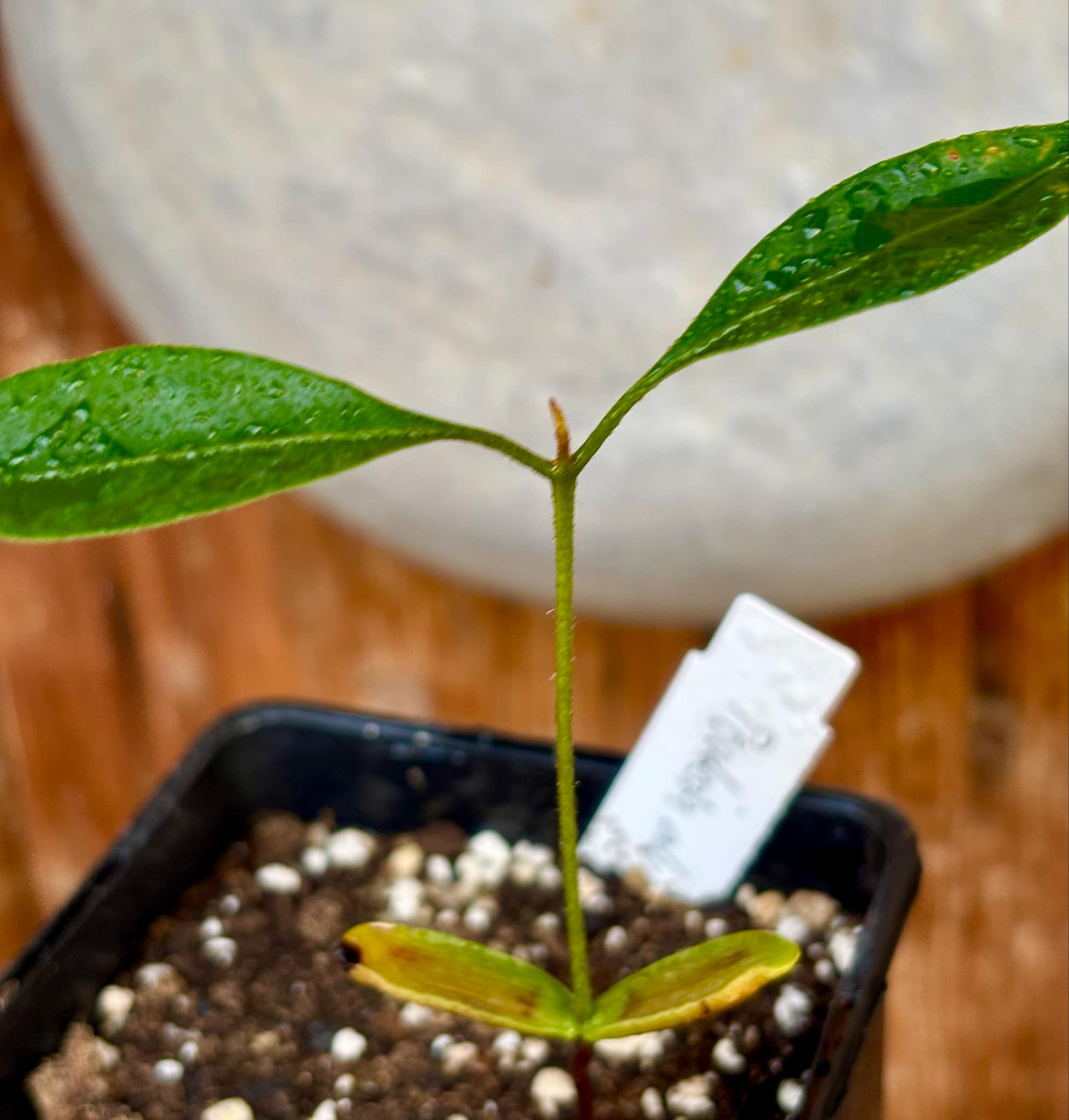 Pouteria alvesii - 1 small potted seedling / 1 kleiner, getopfter Sämling