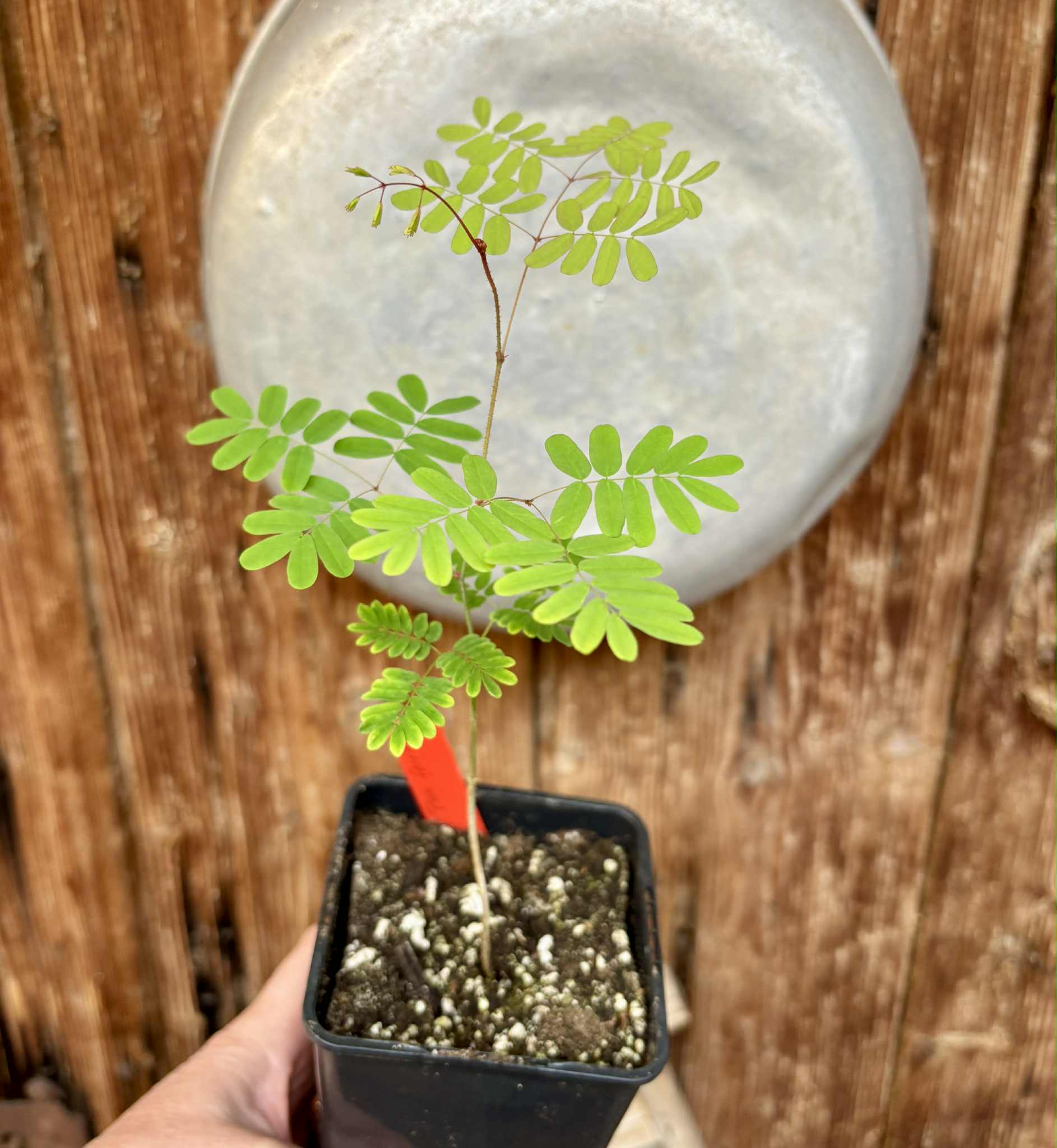 Pau ferro - Rosewood - Machaerium scleroxylon -  1 small potted seedling / 1 kleiner, getopfter Sämling