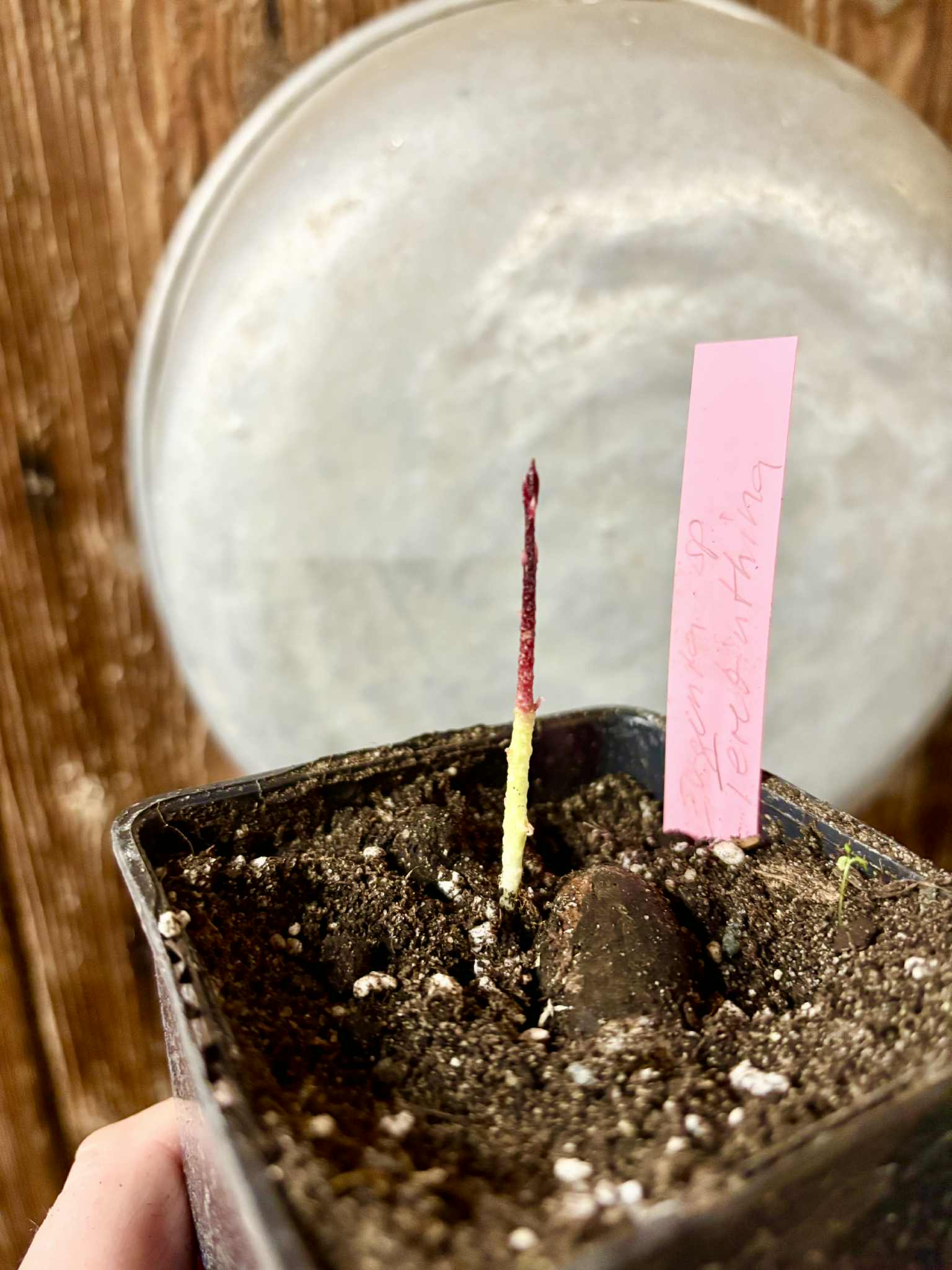 Eugenia sp Terebinthina - 1 potted seedling / 1 getopfter Sämling