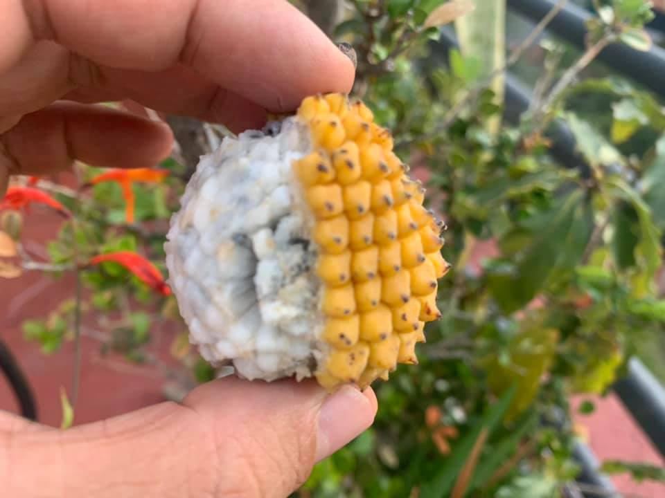 2.5 years old - Annona jahnii - 1 potted plant / 1 getopfte Pflanze