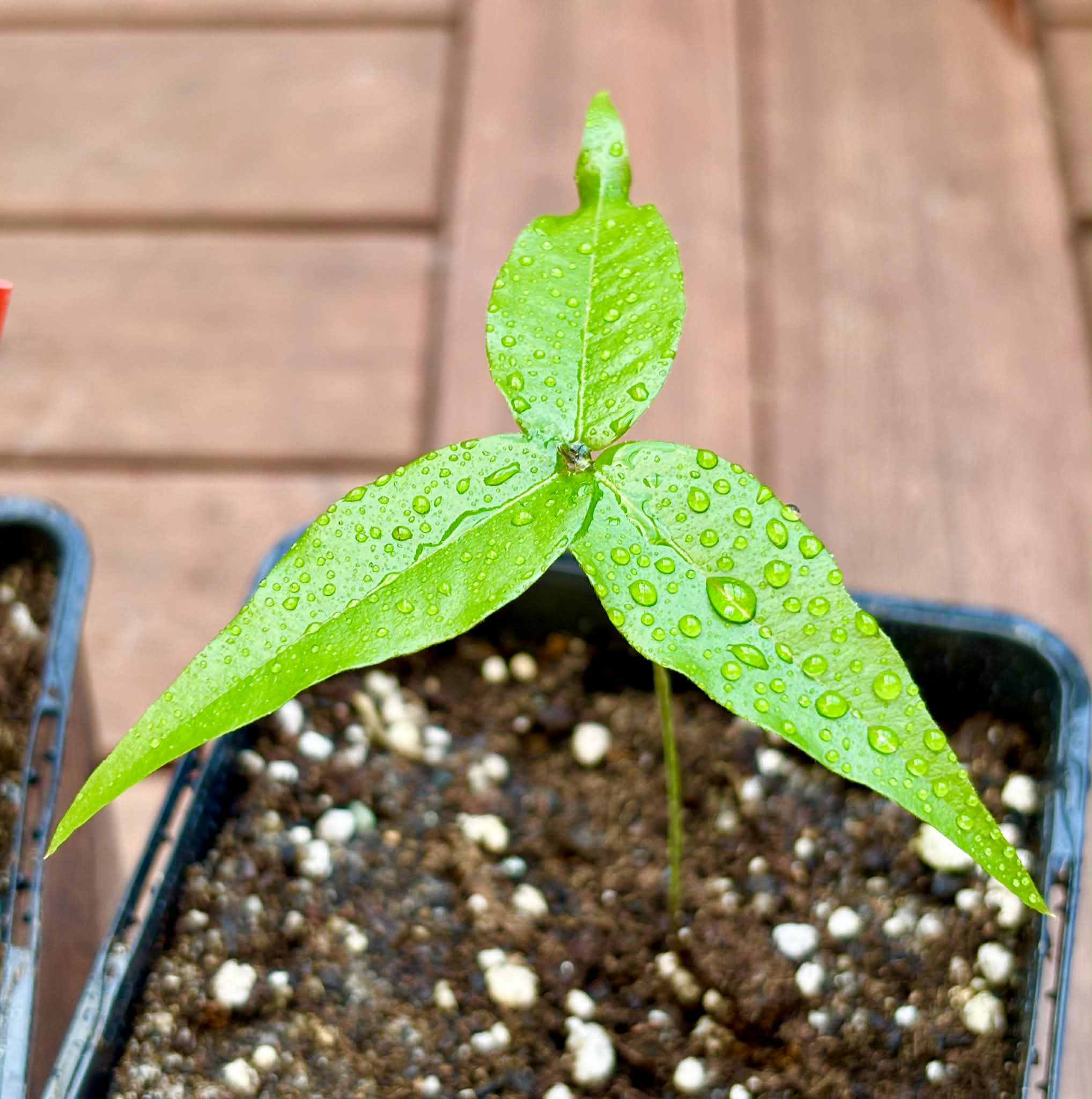Collection of 5 new Jaboticaba -  5 different potted Plinia / 5 verschiedene, getopfte Plinia