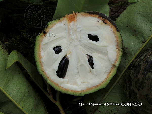 Annona primigenia - 1 germinated seed / 1 gekeimter Samen