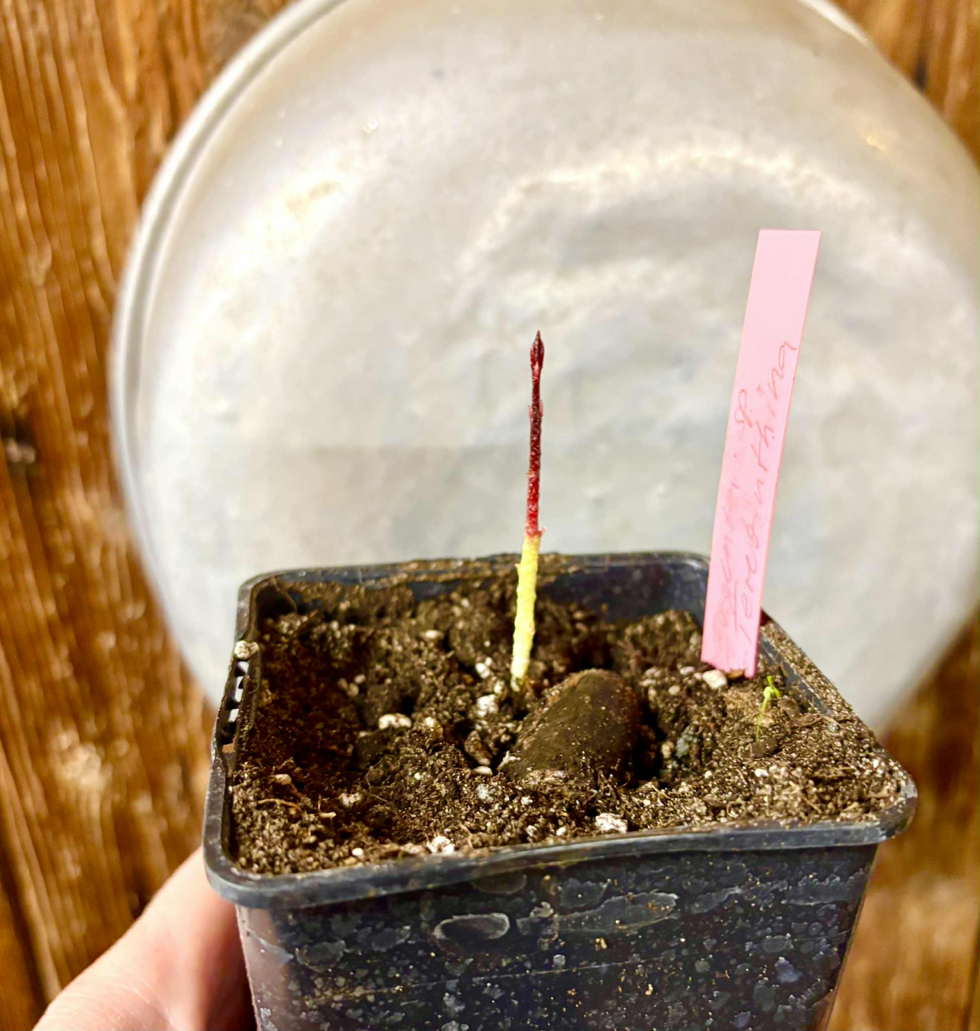 Eugenia sp Terebinthina - 1 potted seedling / 1 getopfter Sämling