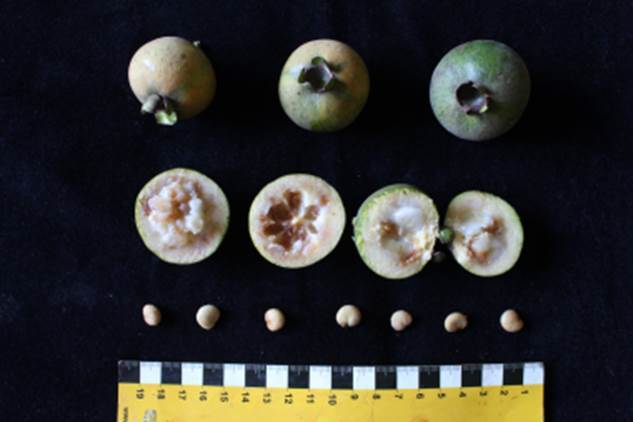 Pre Order - Guabiroba folha de maçã (Campomanesia malifolia) -  1 fresh seed / 1 frischer Samen