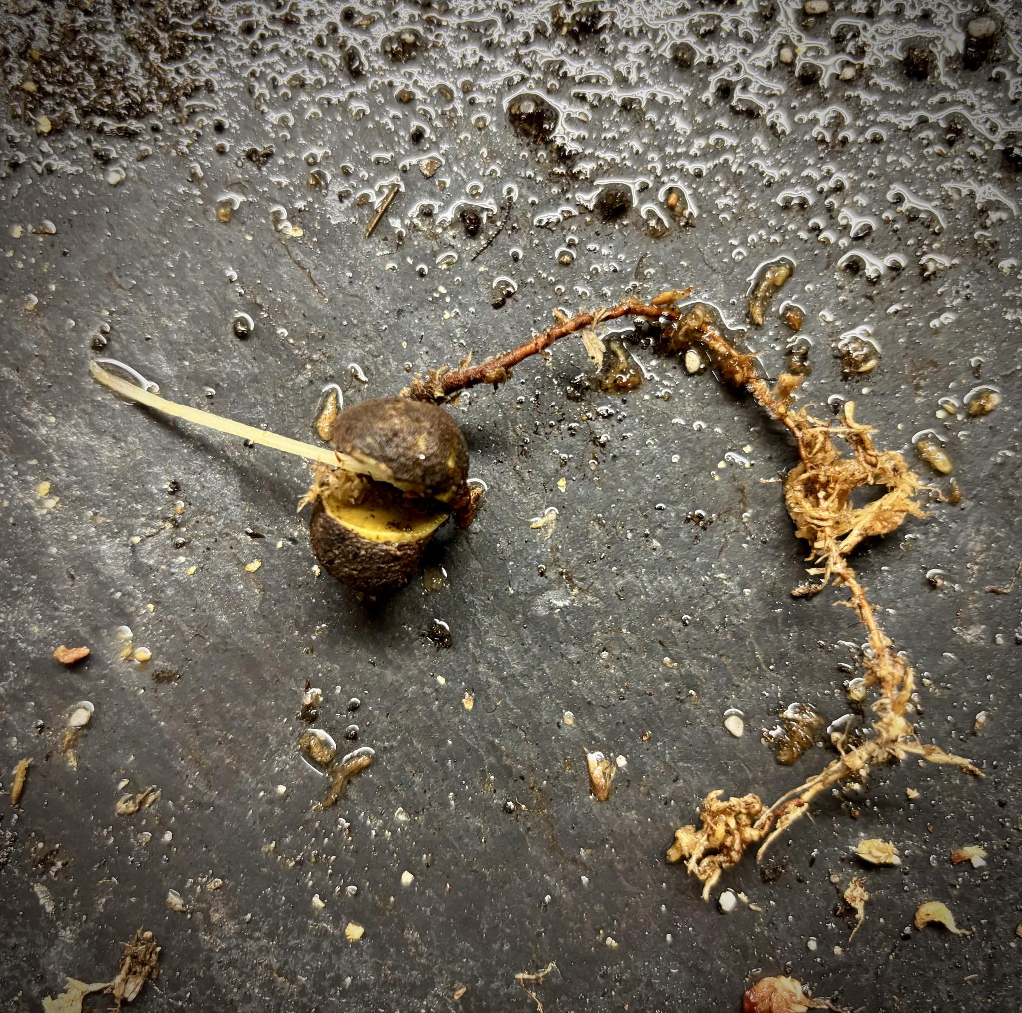 Rose Apple (Syzygium jambos) - 1 germinated seed / 1 gekeimter Samen