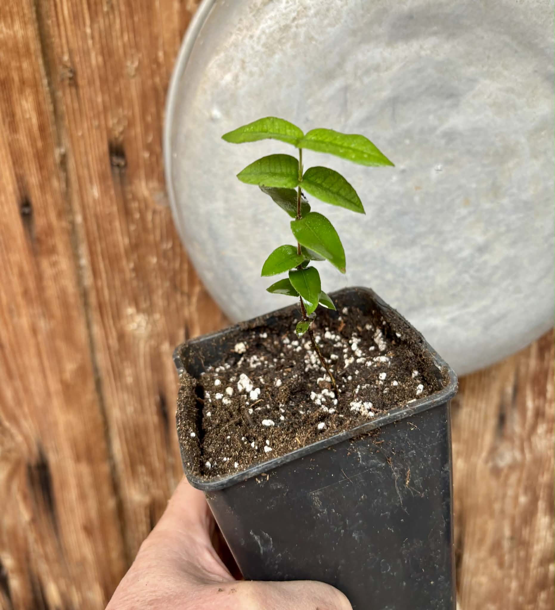 Myrciaria caerulescens (Roxa - Blue Guaquiea) - 1 potted seedling / 1 getopfter Sämling