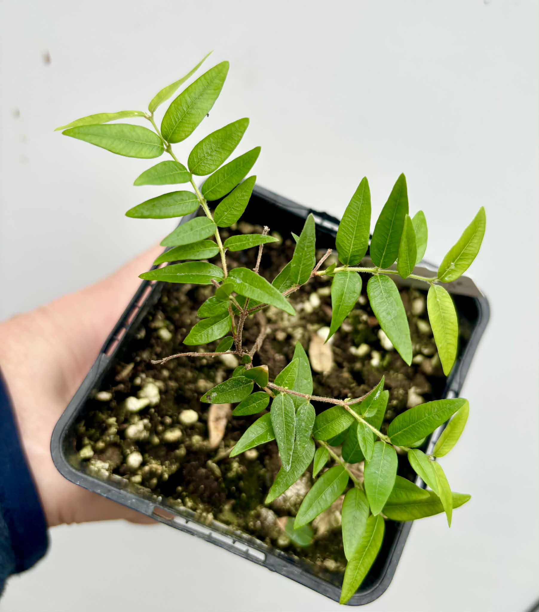 Myrciaria cuspidata ORANGE - 1 potted seedling / 1 getopfter Sämling