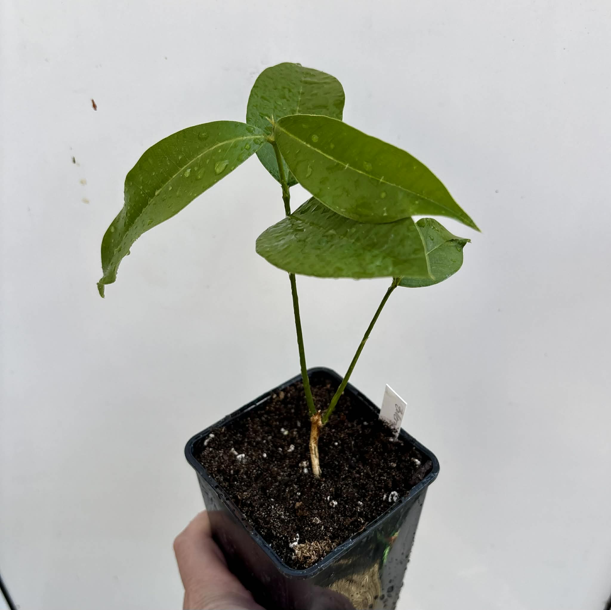 Zollernia ilicifolia - 1 potted seedling / 1 getopfter Sämling