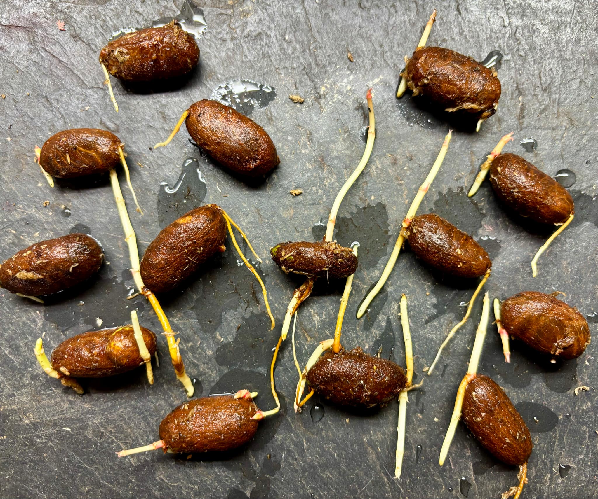 Garcinia humilis - Achachairu  - 2 germinated seeds / 2 gekeimte Samen