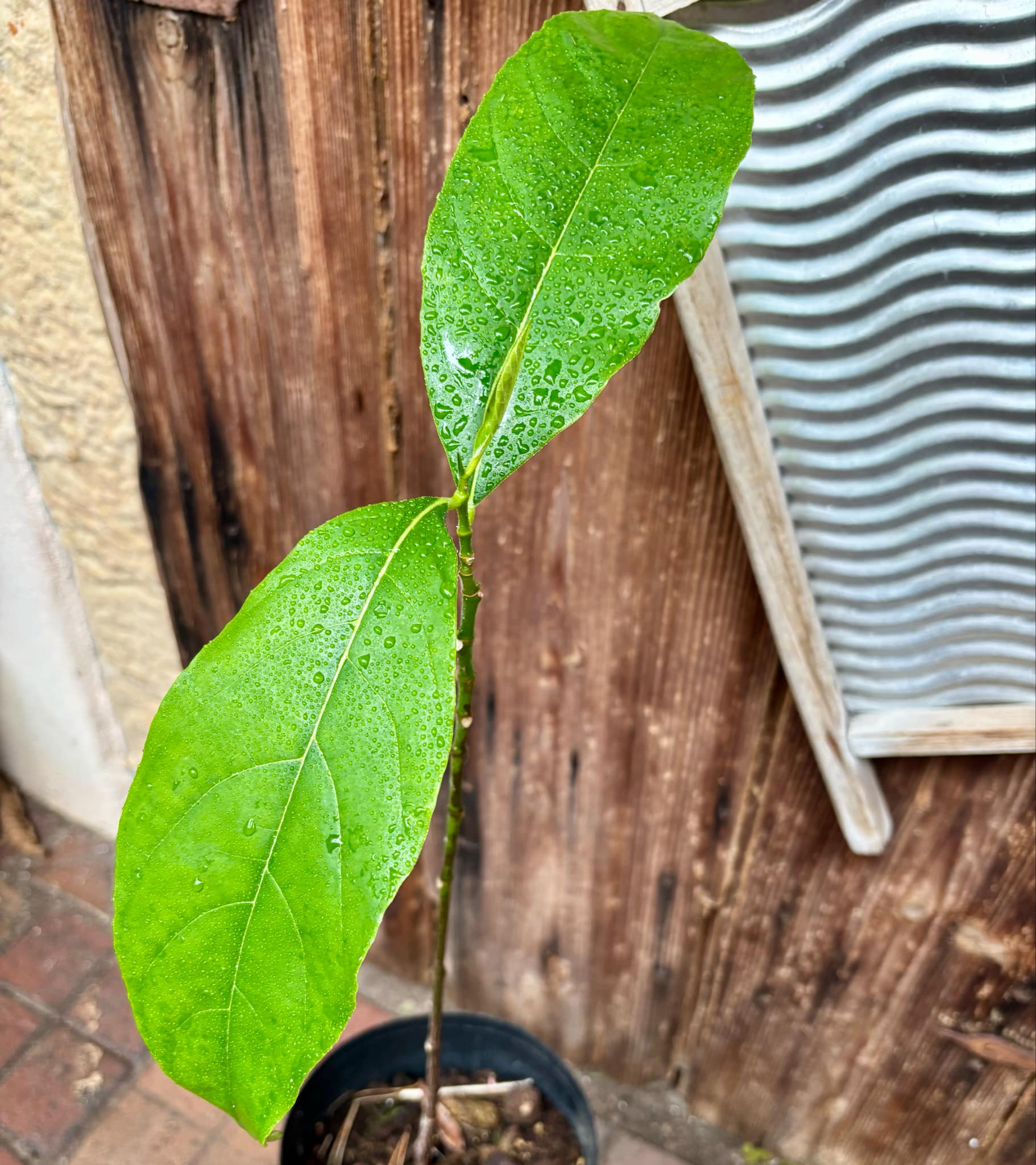3 years old - Red Jackfruit (Artocarpus heterophyllus) - 1 pottet plant, 1 getopfte Pflanze
