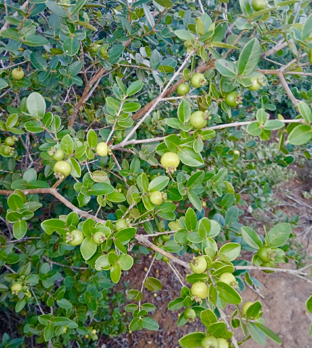 4 in 1 pot - Psidium sp. Caetité   - 4 seedlings in one pot / 4 Sämlinge in einem Topf
