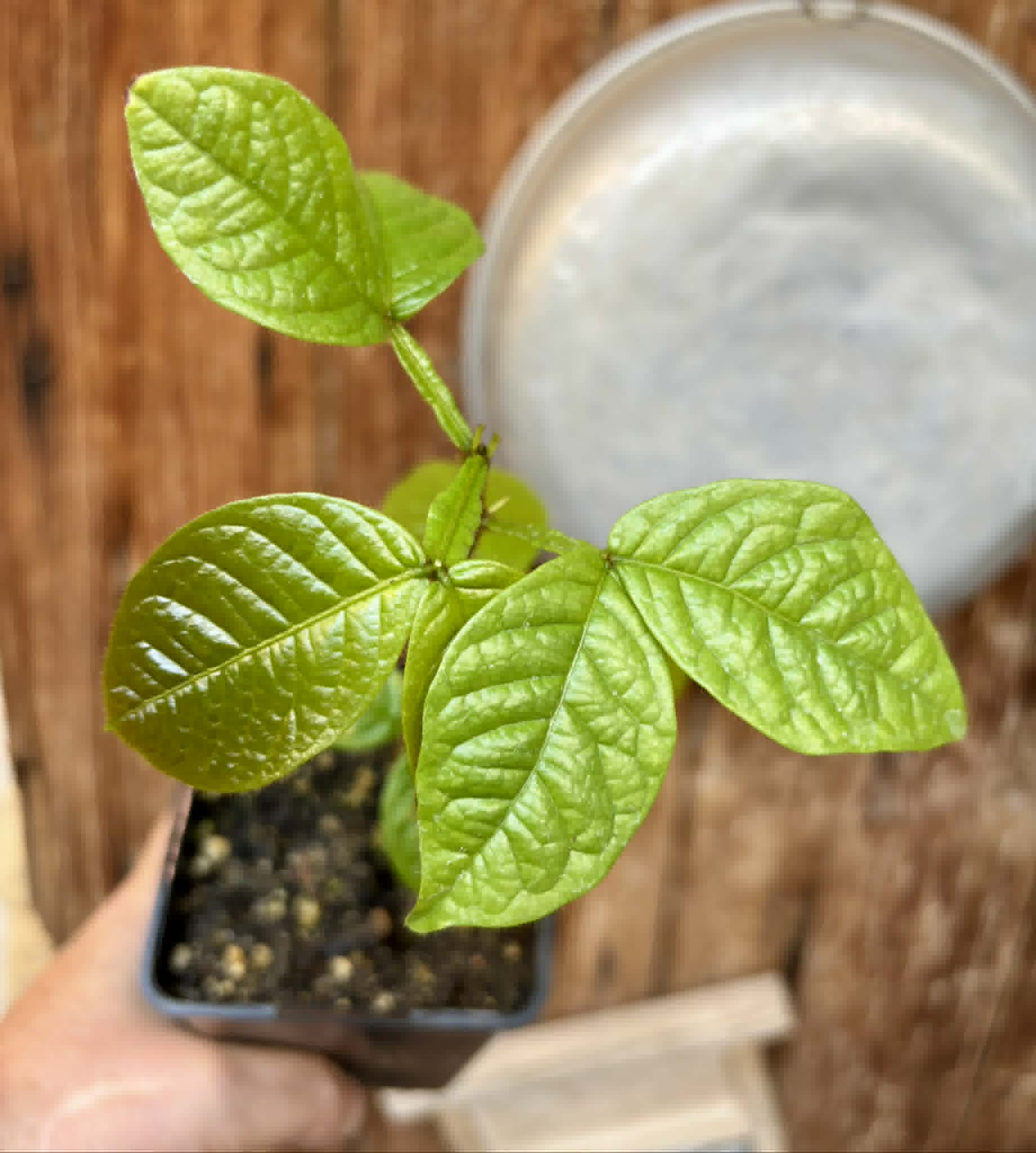Inga aptera  - 1 potted seedling / 1 getopfter Sämling