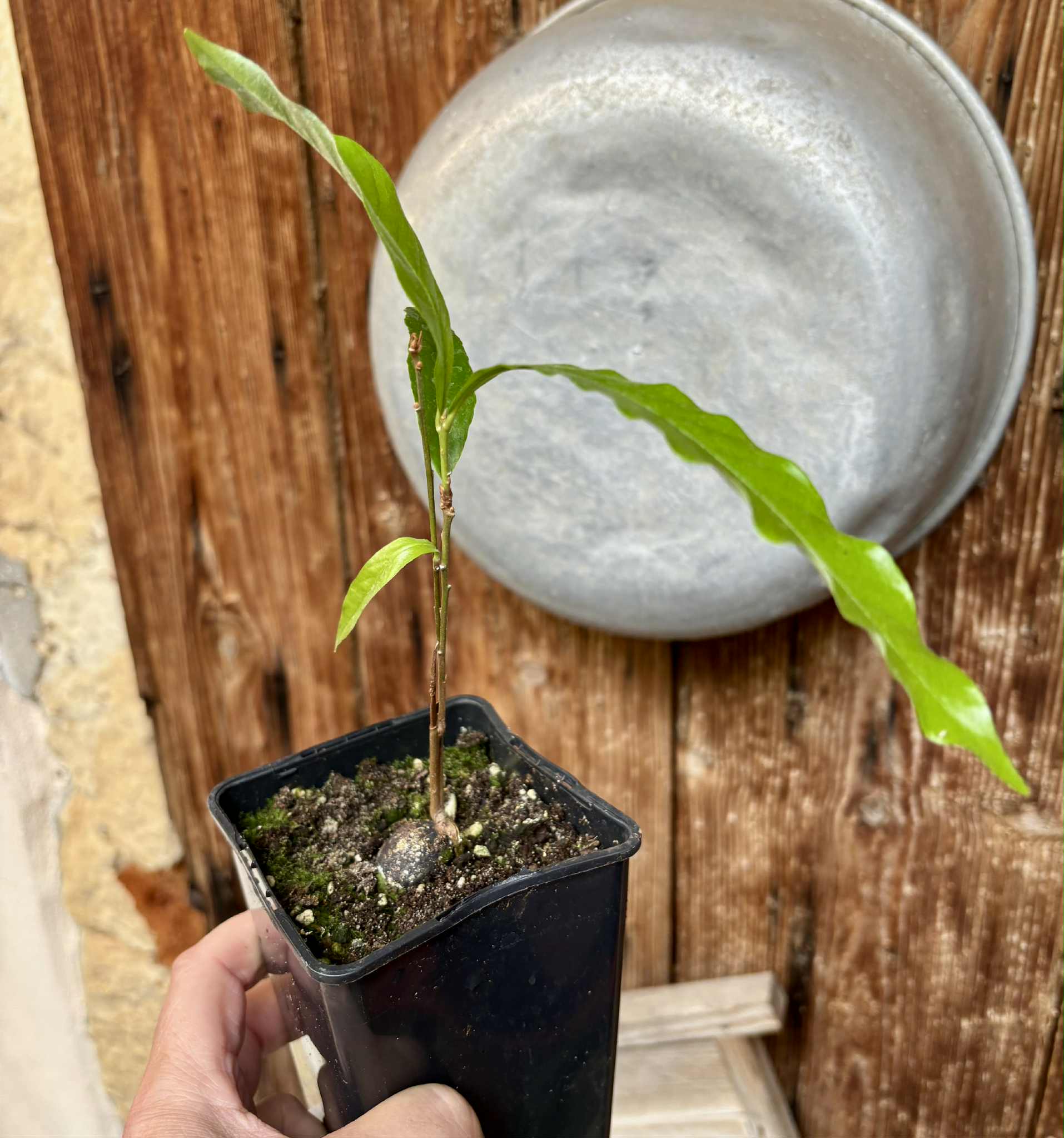 Pouteria sp Ajara - 1 potted plant / 1 getopfte Pflanze