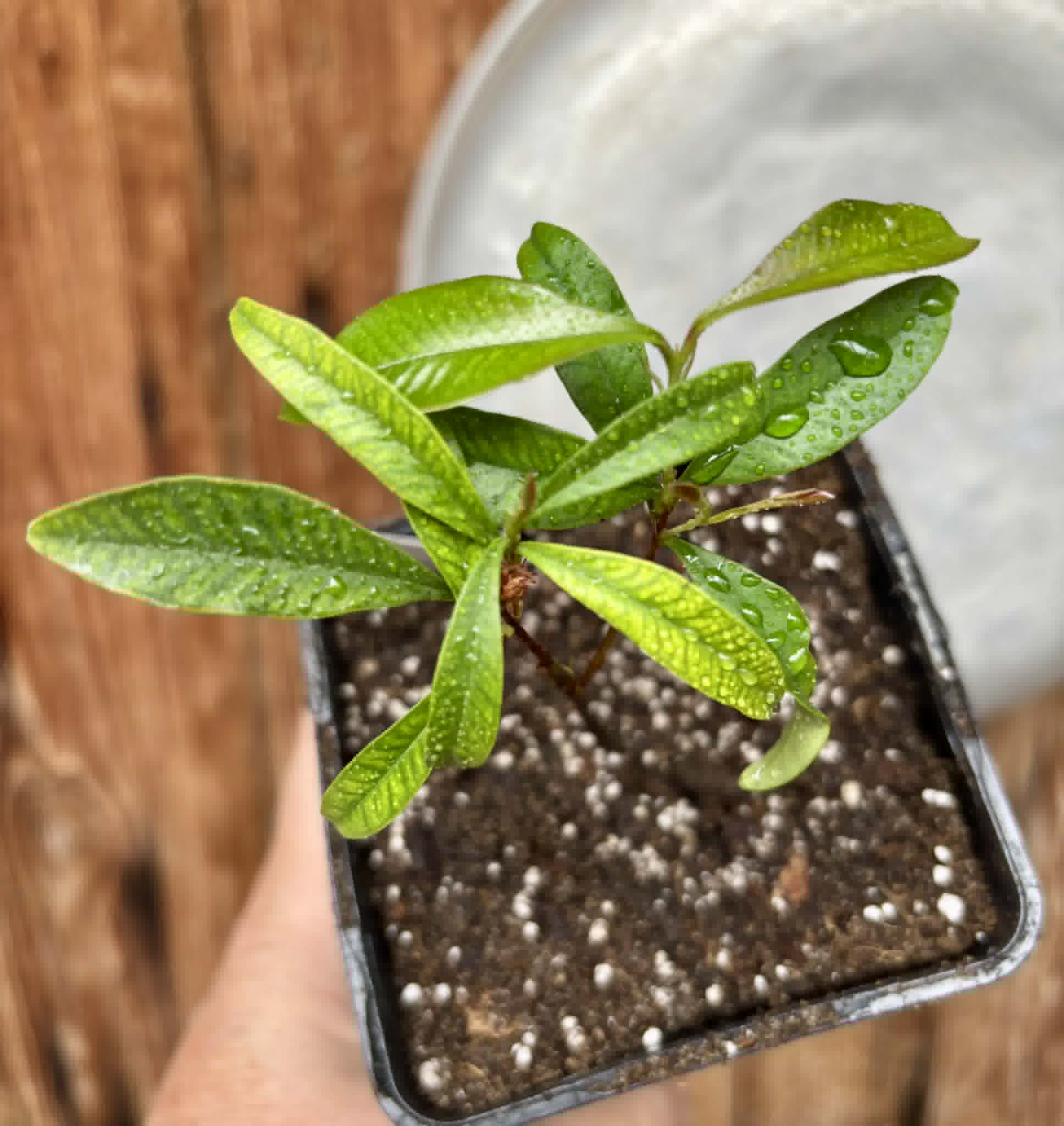Eugenia nutans - 1 potted seedling / 1 getopfter Sämling