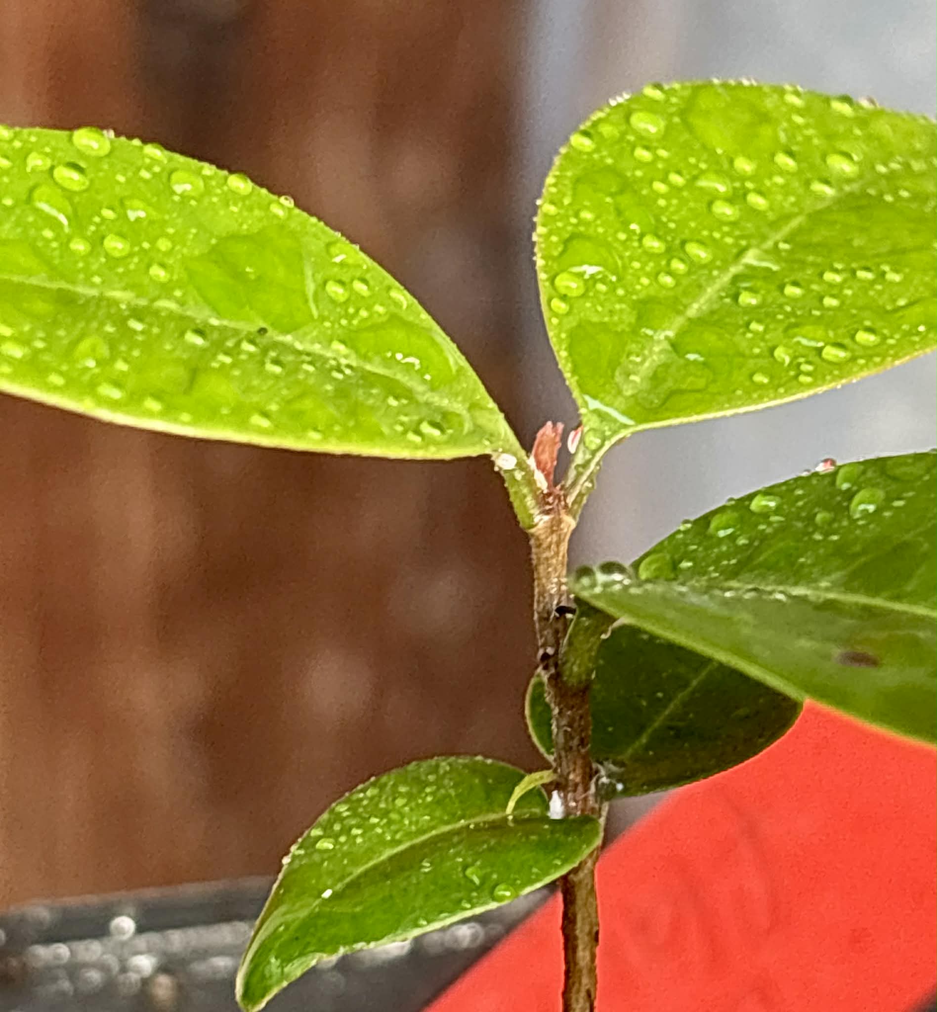 Eugenia flamingensis - 1 potted seedling / 1 getopfter Sämling 