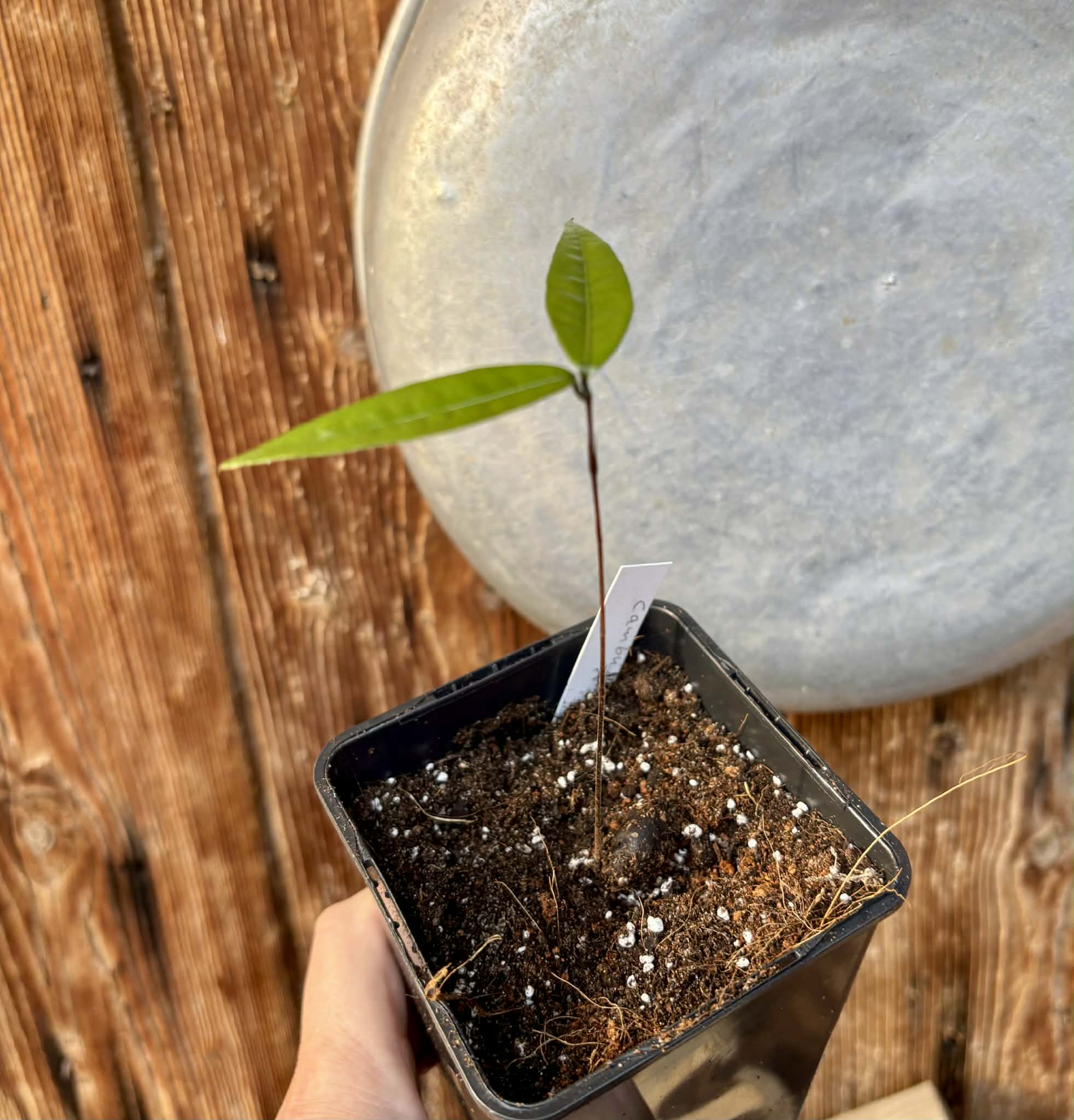 last plant - Plinia sp Cambuca vermelha -  1 potted seedling / 1 getopfter Sämling