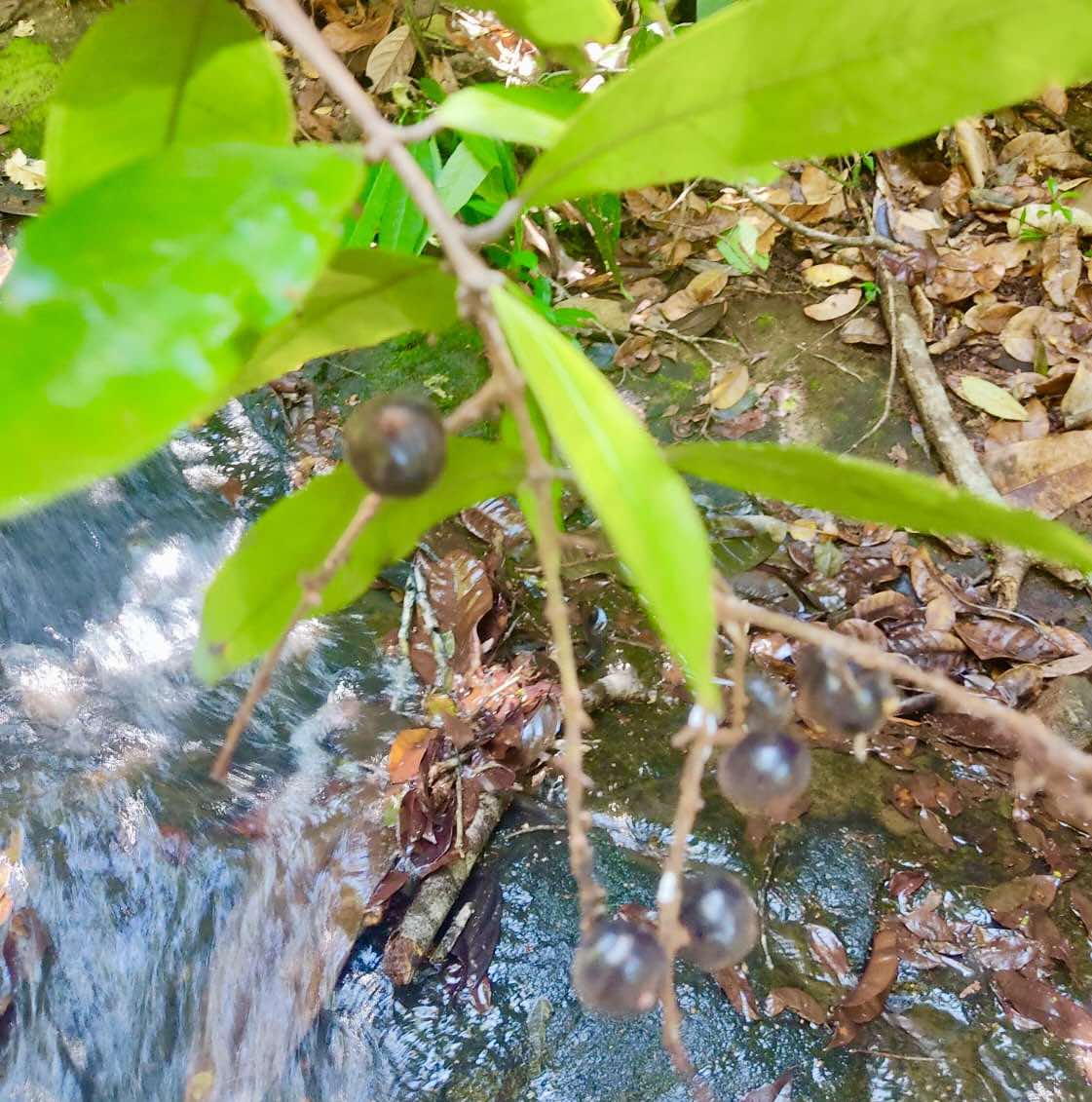 Myrcia sp Pendula -  1 germinated seed / 1 gekeimter Samen